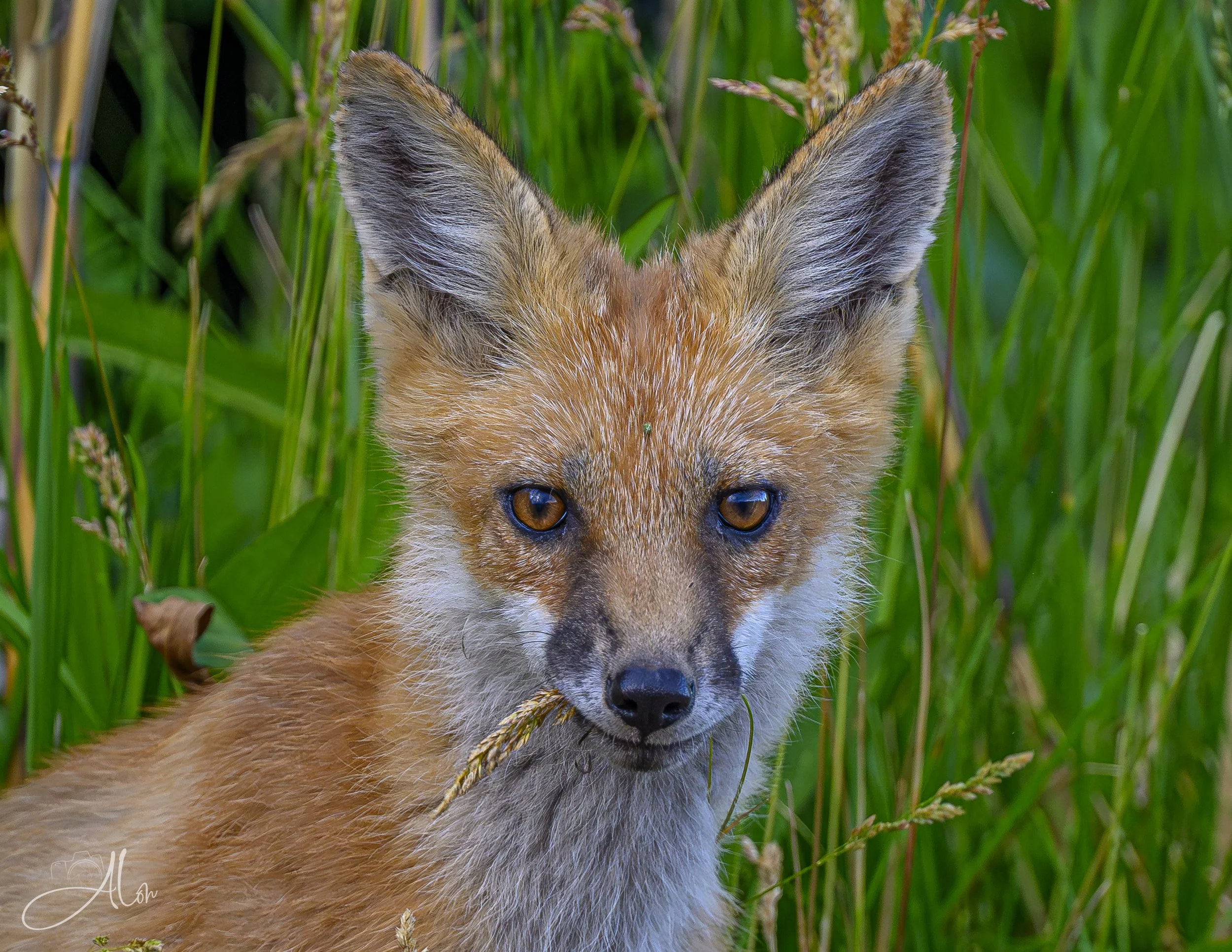 Red Fox