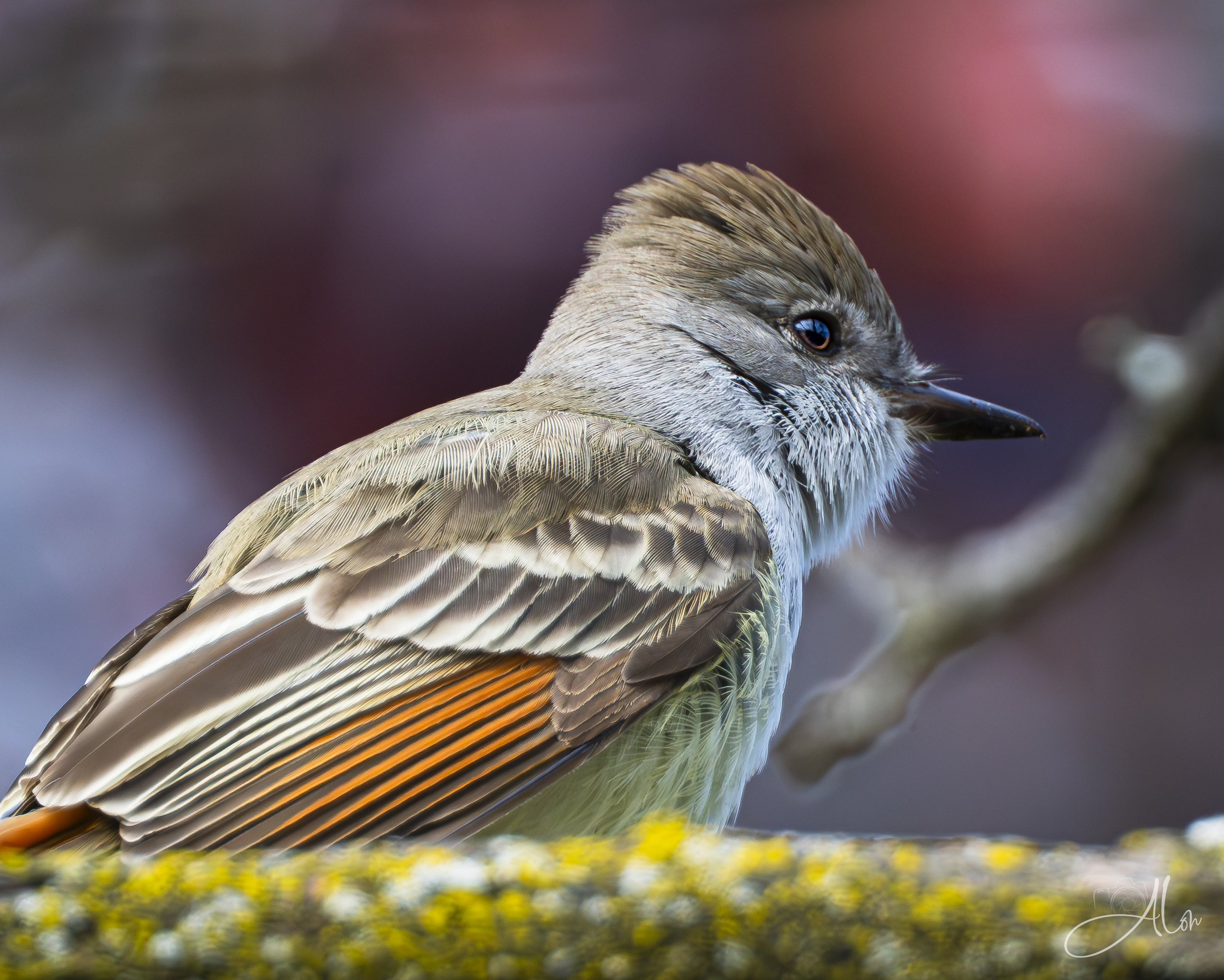 Everybody's Talking 'Bout the New Kid (Ash Throated Flycatcher) 0Z88649