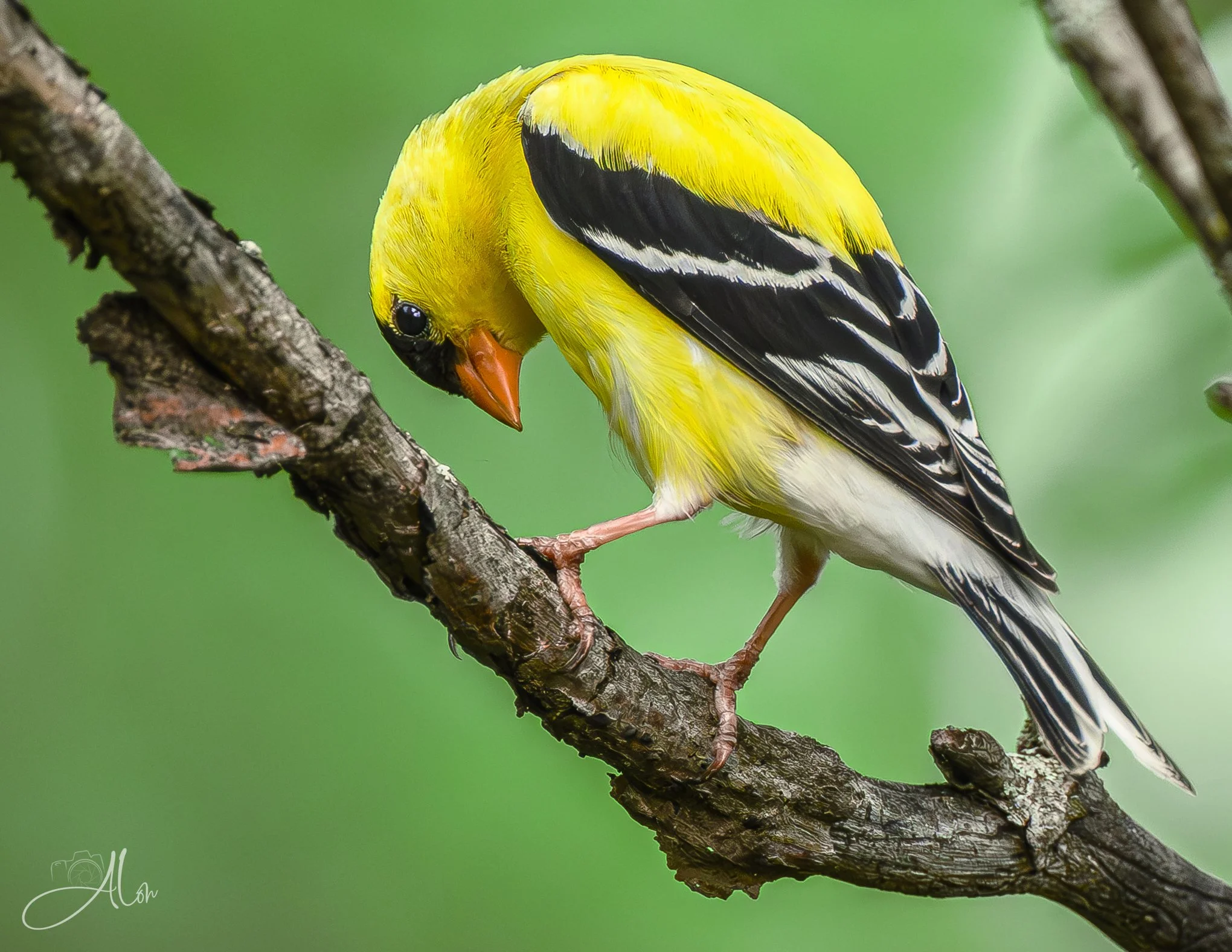 Quasimoto (American Goldfinch) 0Z83651