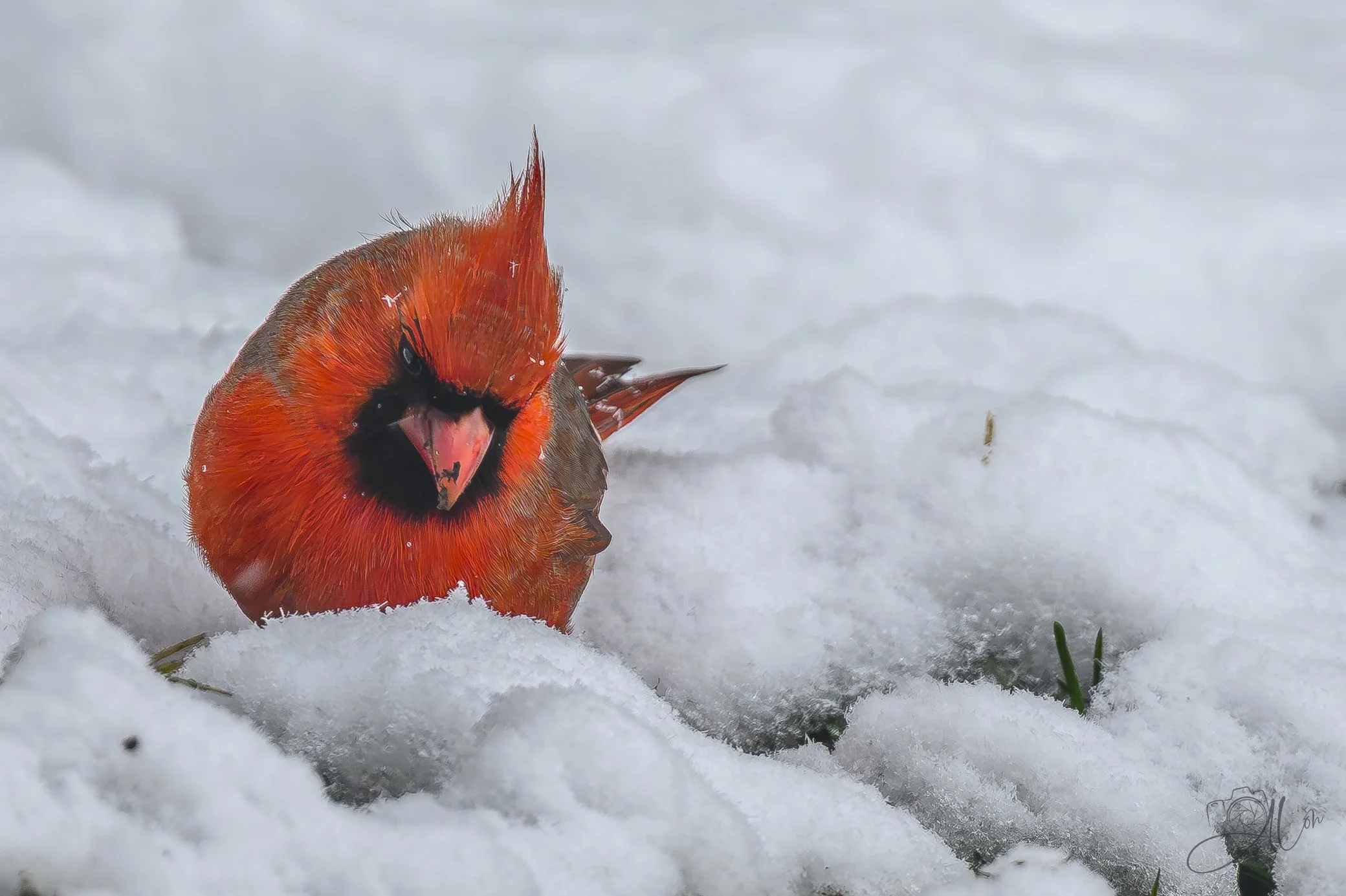 Crystalline Moment
(Northern Cardinal)
0Z85110