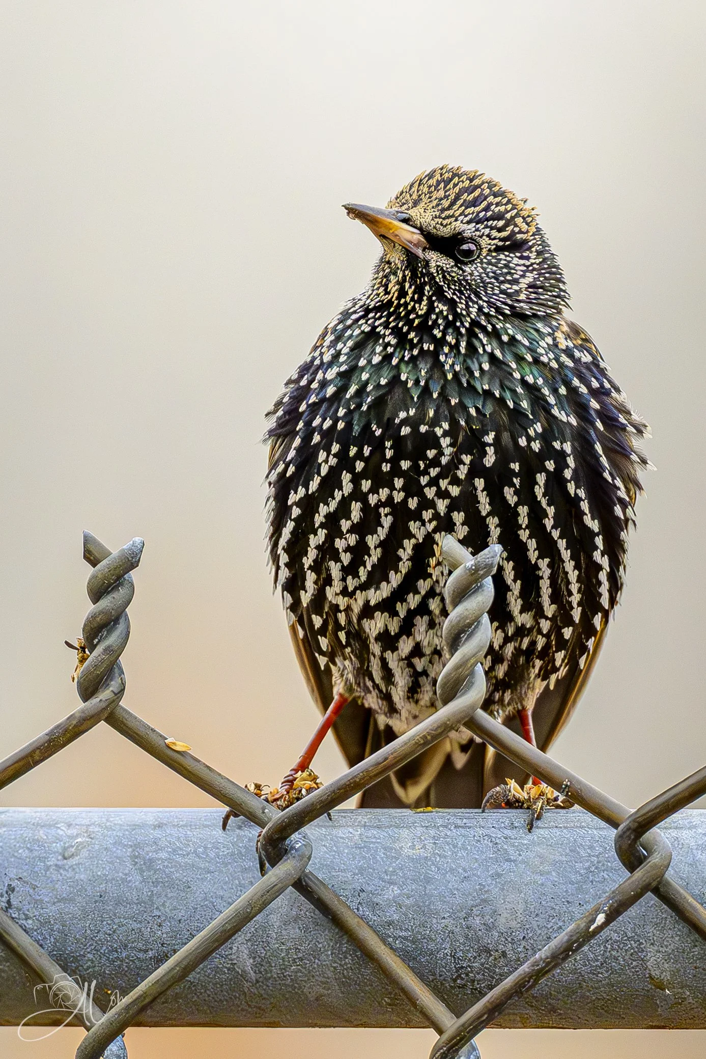 I'm On the Fence About That
(European Starling)
0Z82662