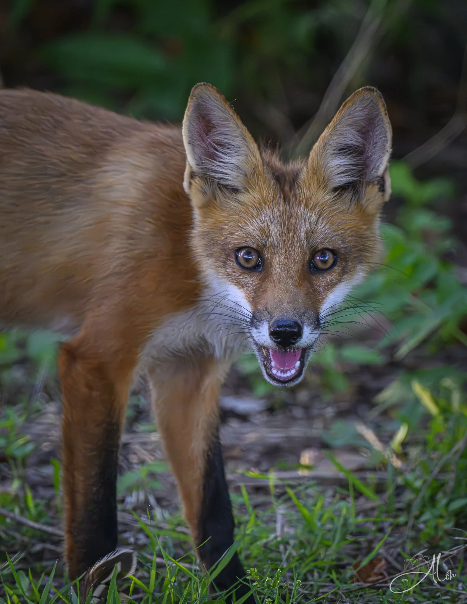 Eeek! (Red Fox) Z8070226_2378