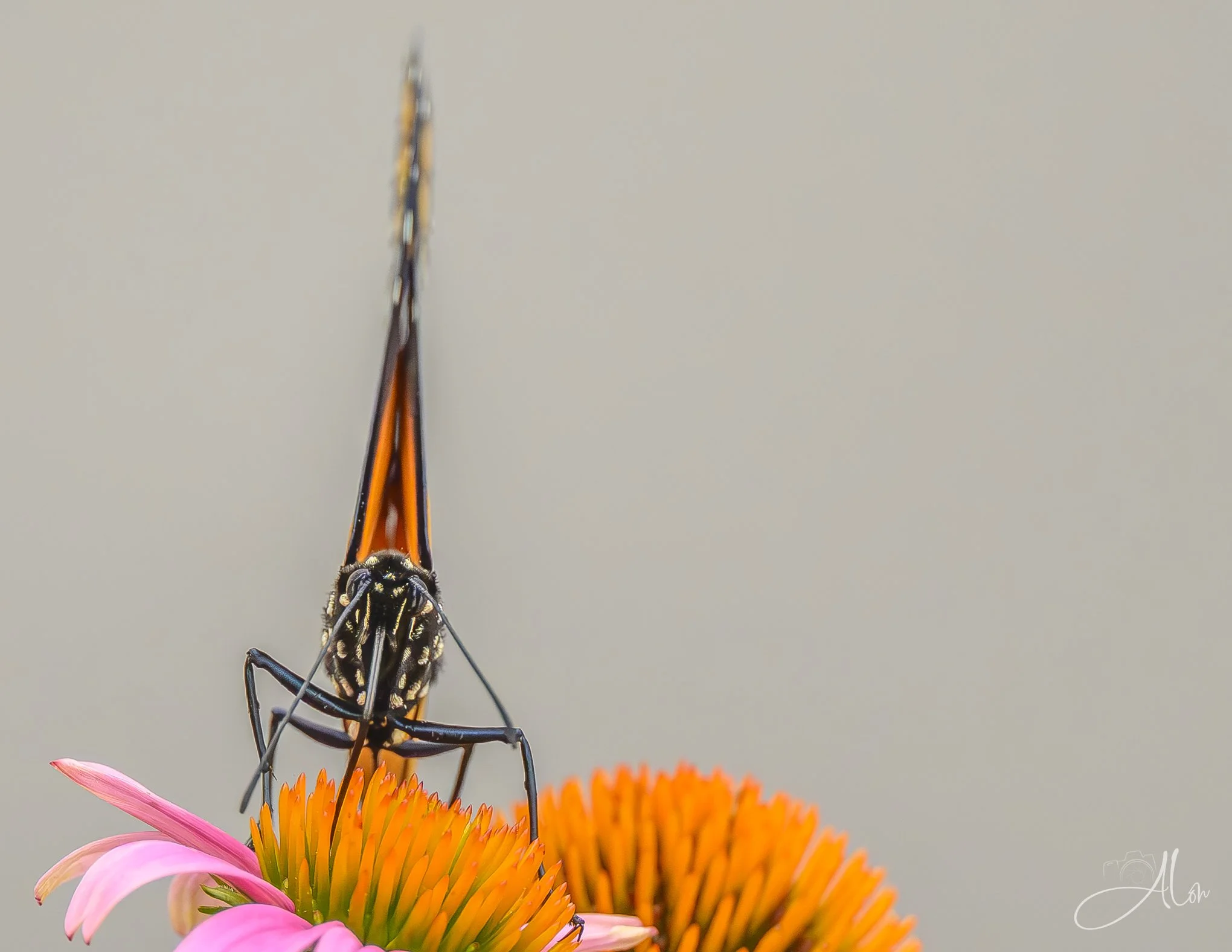 Sailing Away (Monarch) 071626_1732