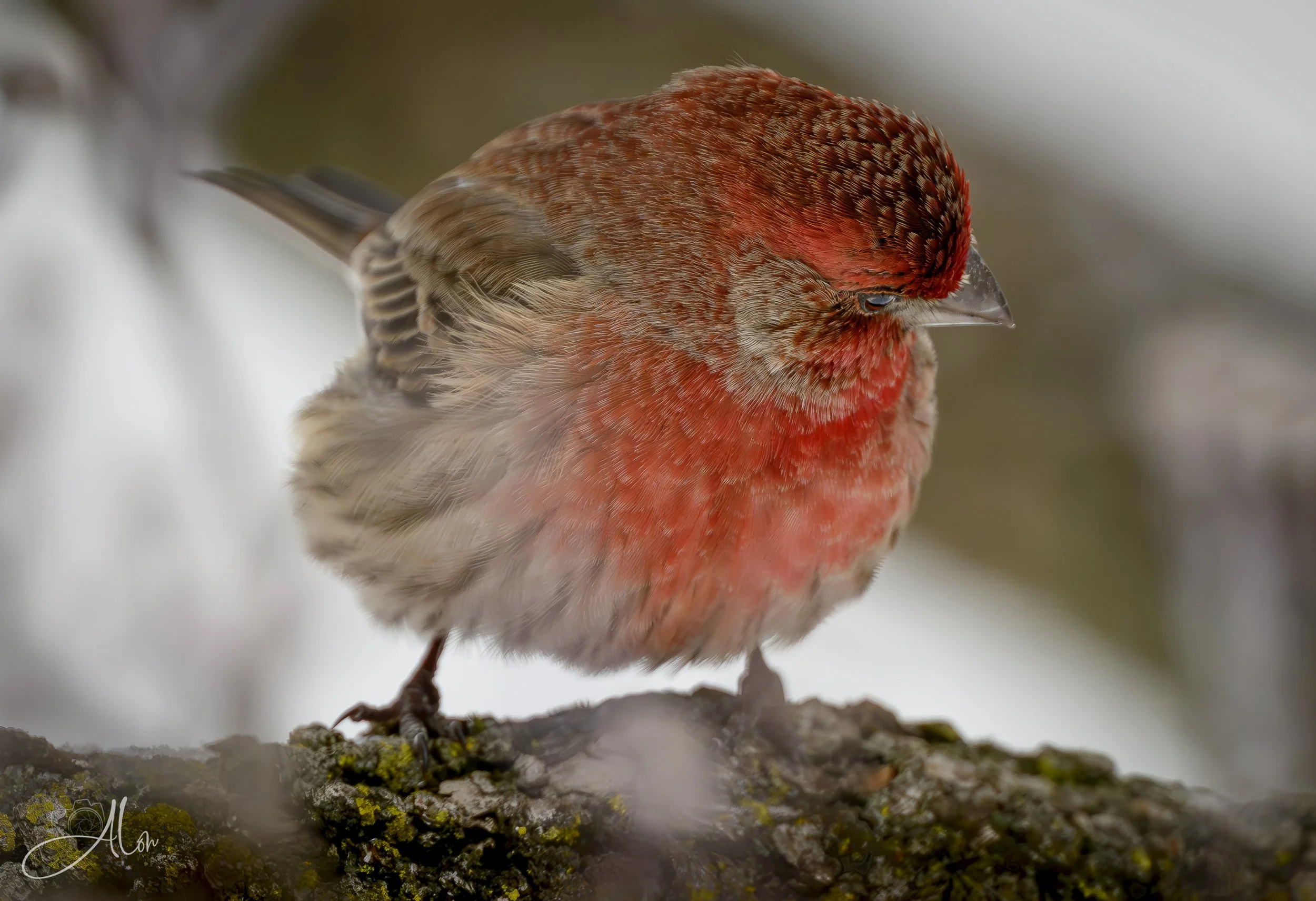 Help Me Find My... (House Finch) 0Z89345