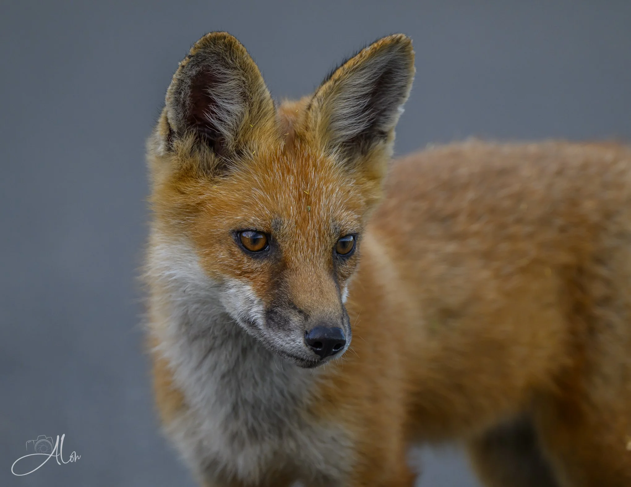Red Fox