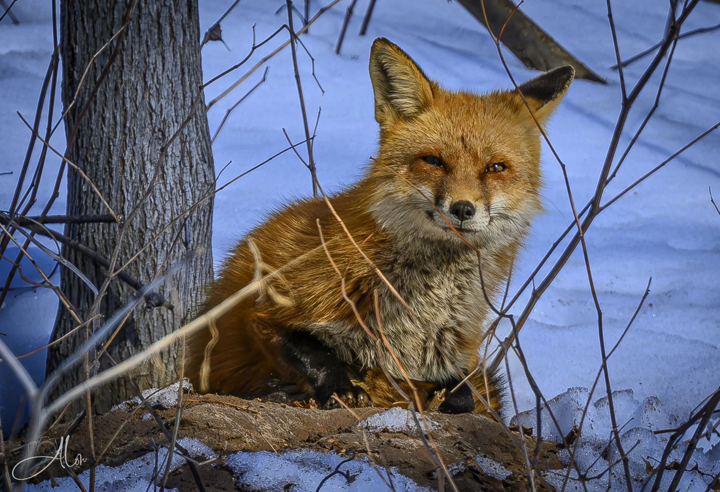 Fred Sanford (Red Fox) 0Z87413