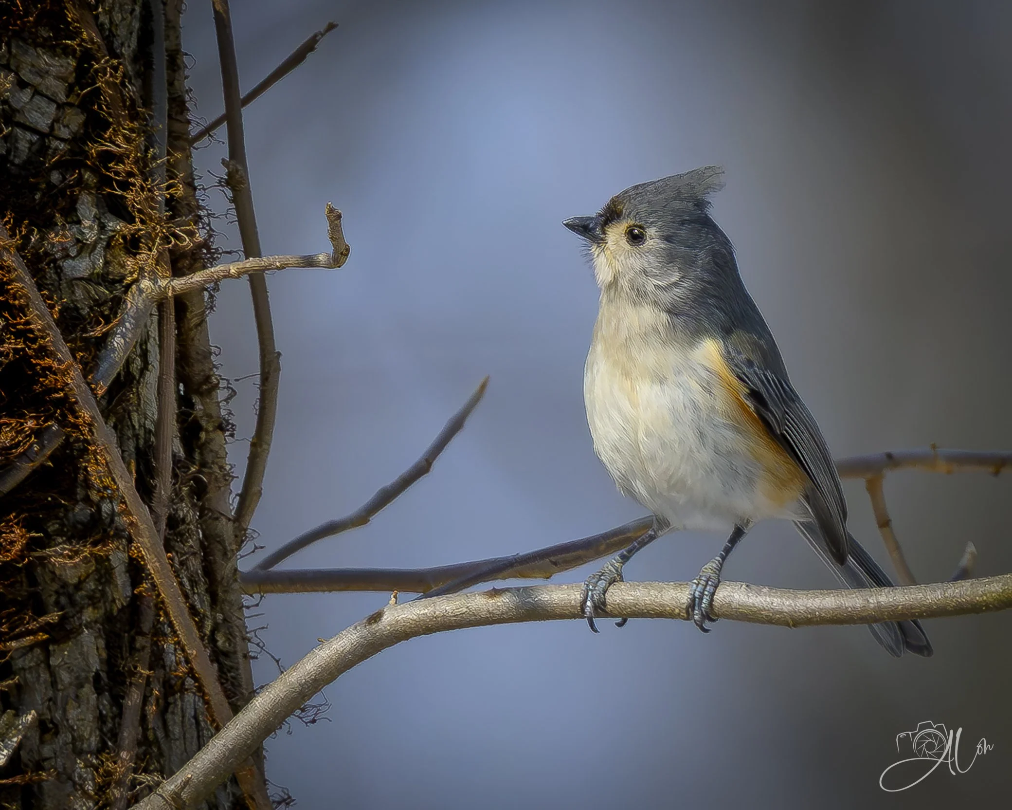 The Meaning of Modern Art
(Tufted Titmouse)
0Z87284