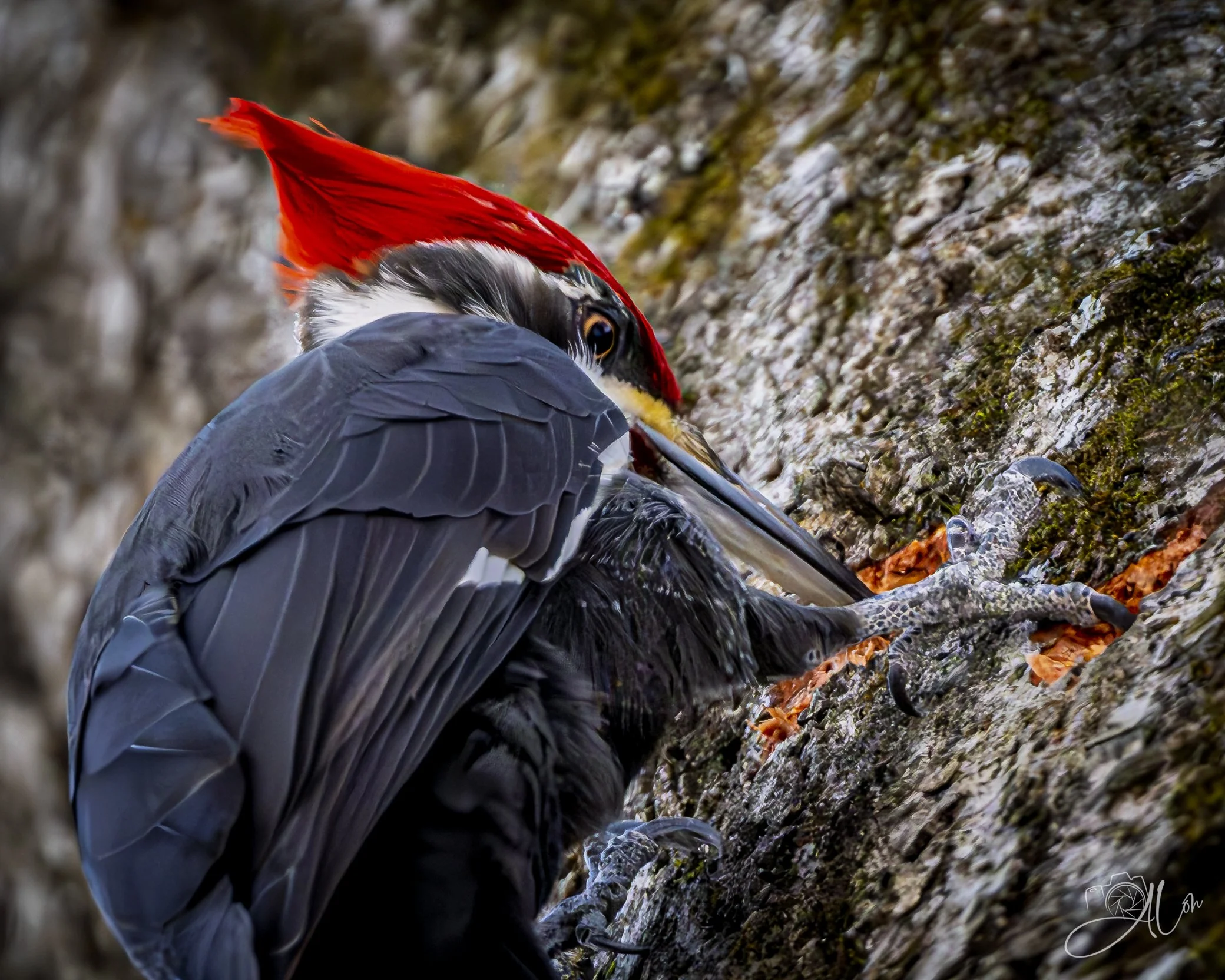 Repo Man
(Pileated Woodpecker)
0Z87939