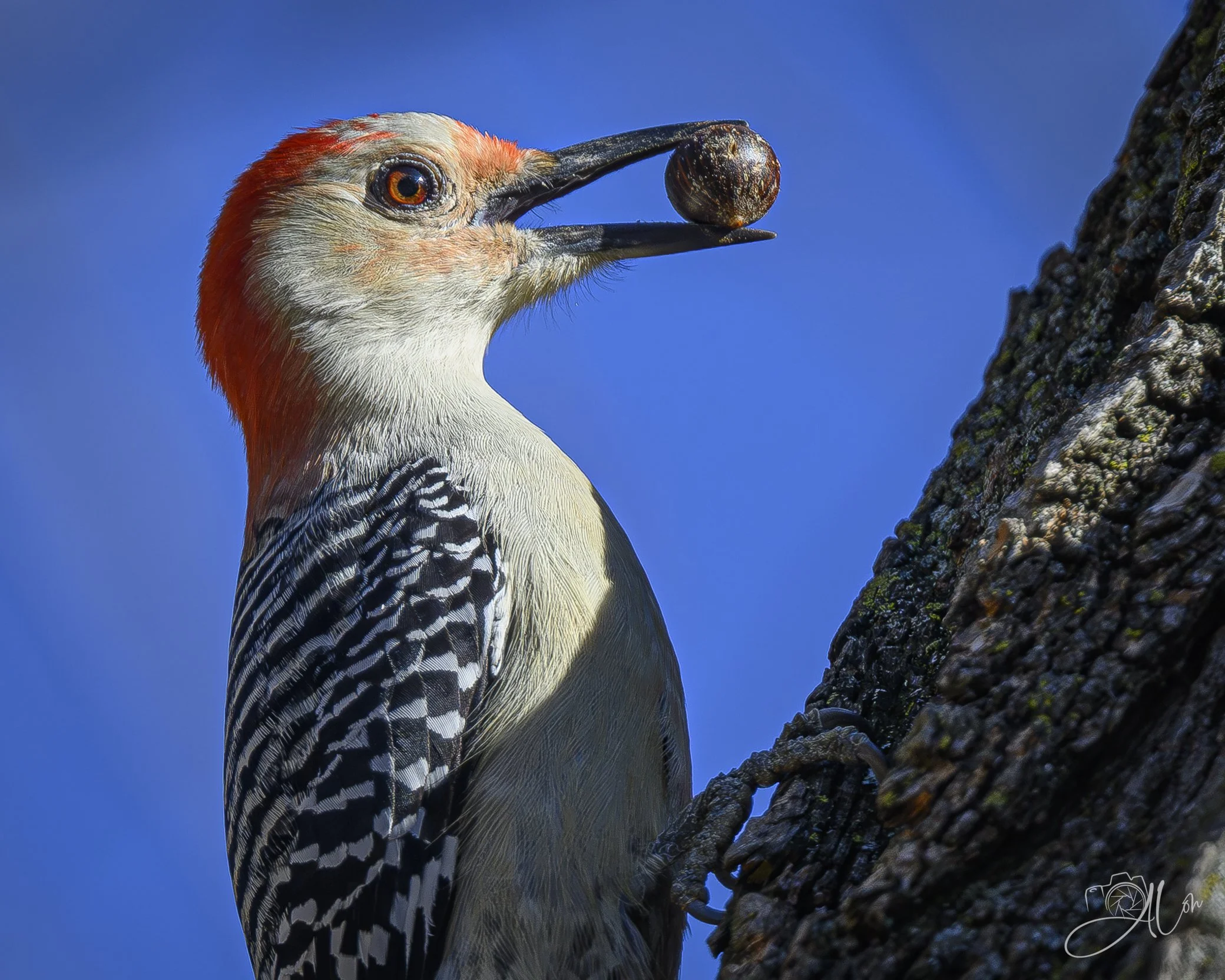 Want to See the Entire Collection?
(Red-Bellied Woodpecker)
0Z87573
