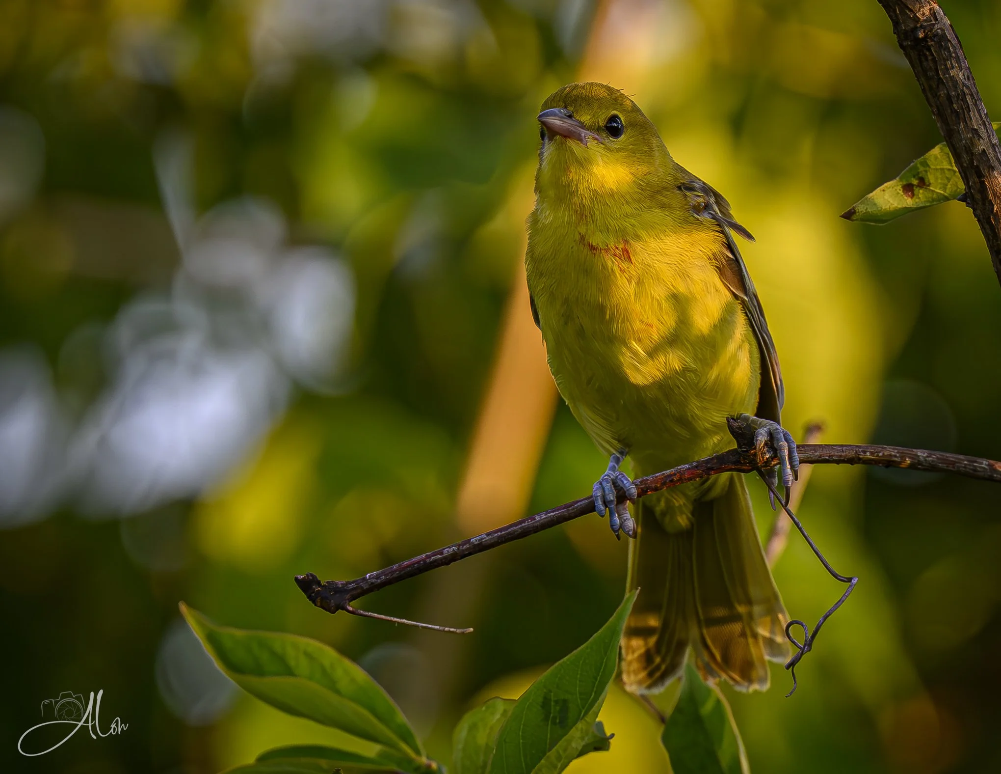 Try a Bib Next Time (Orchard Oriole) _0Z88088