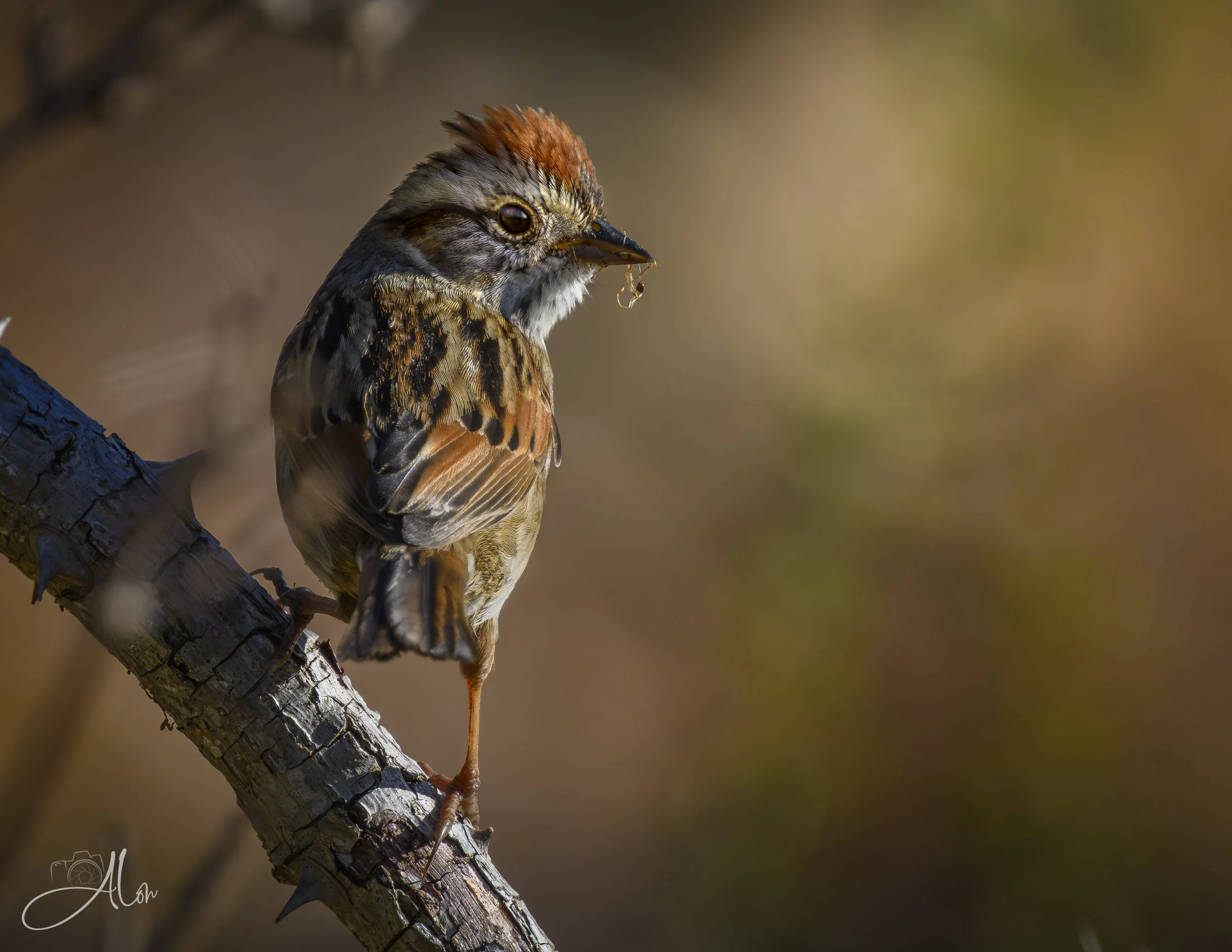 Playing with Boris (Chipping Sparrow) 0Z88425