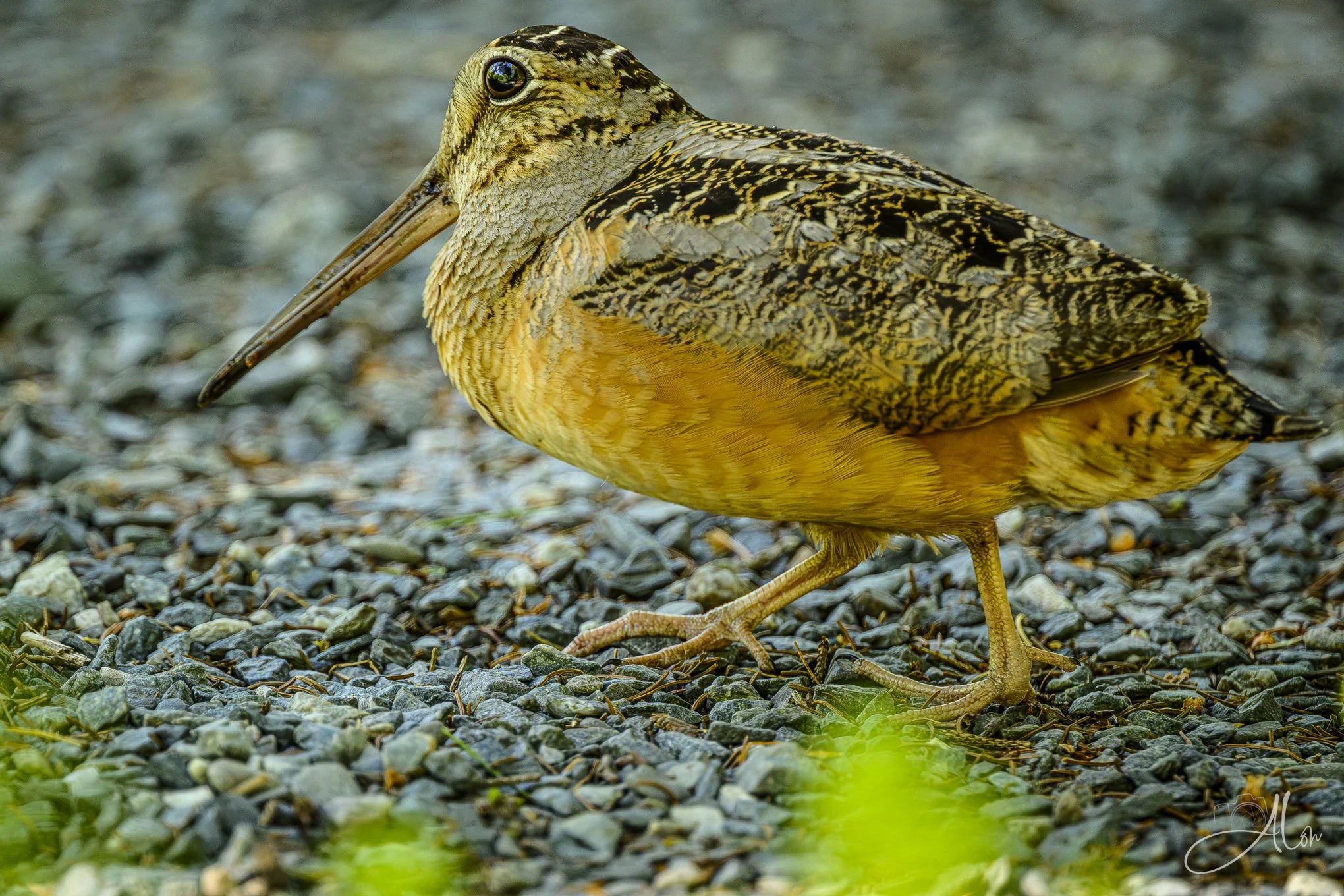 Rockin' Out (American Woodcock) 0Z80741