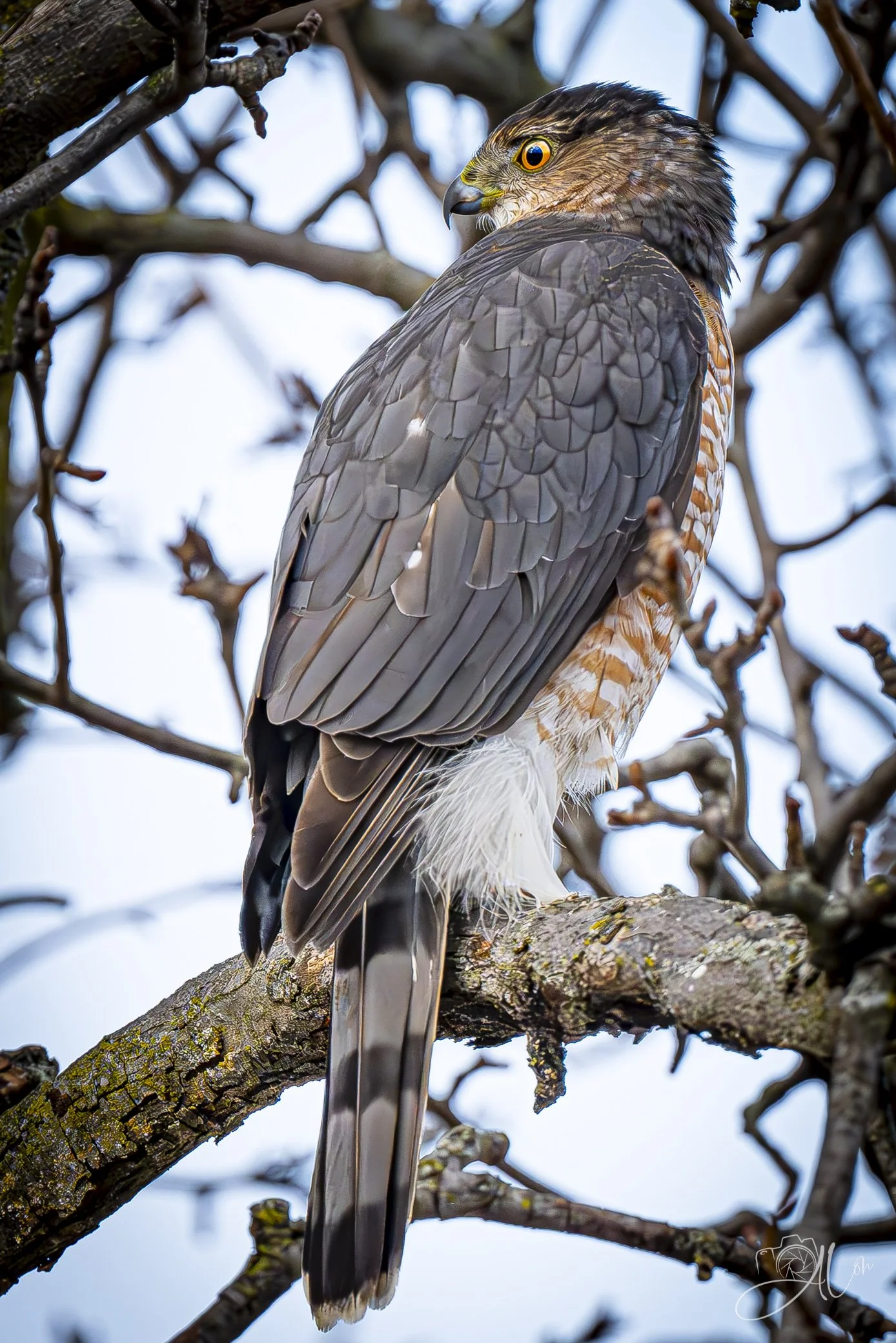 Linda Blair
(Sharp-Shinned Hawk)
0Z84664