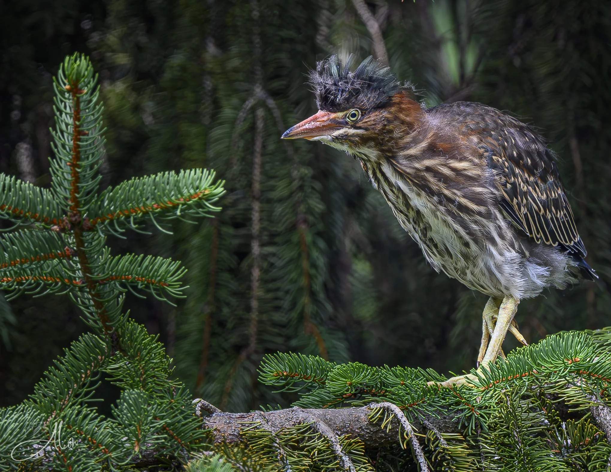 Hey Mo! (Green Heron) 20260711_0103