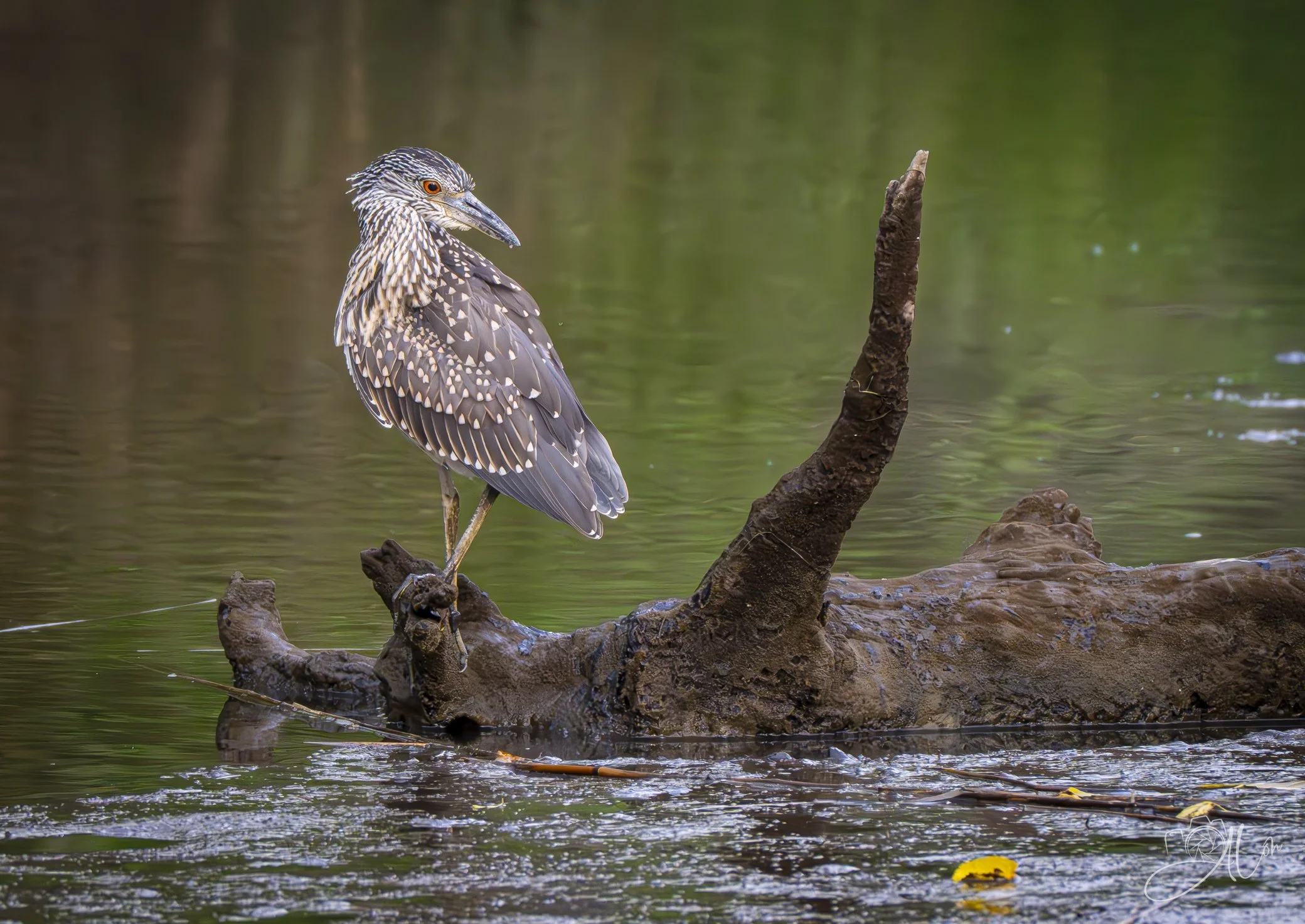Poser
(Yellow-Crowned Night Heron)
0Z88071