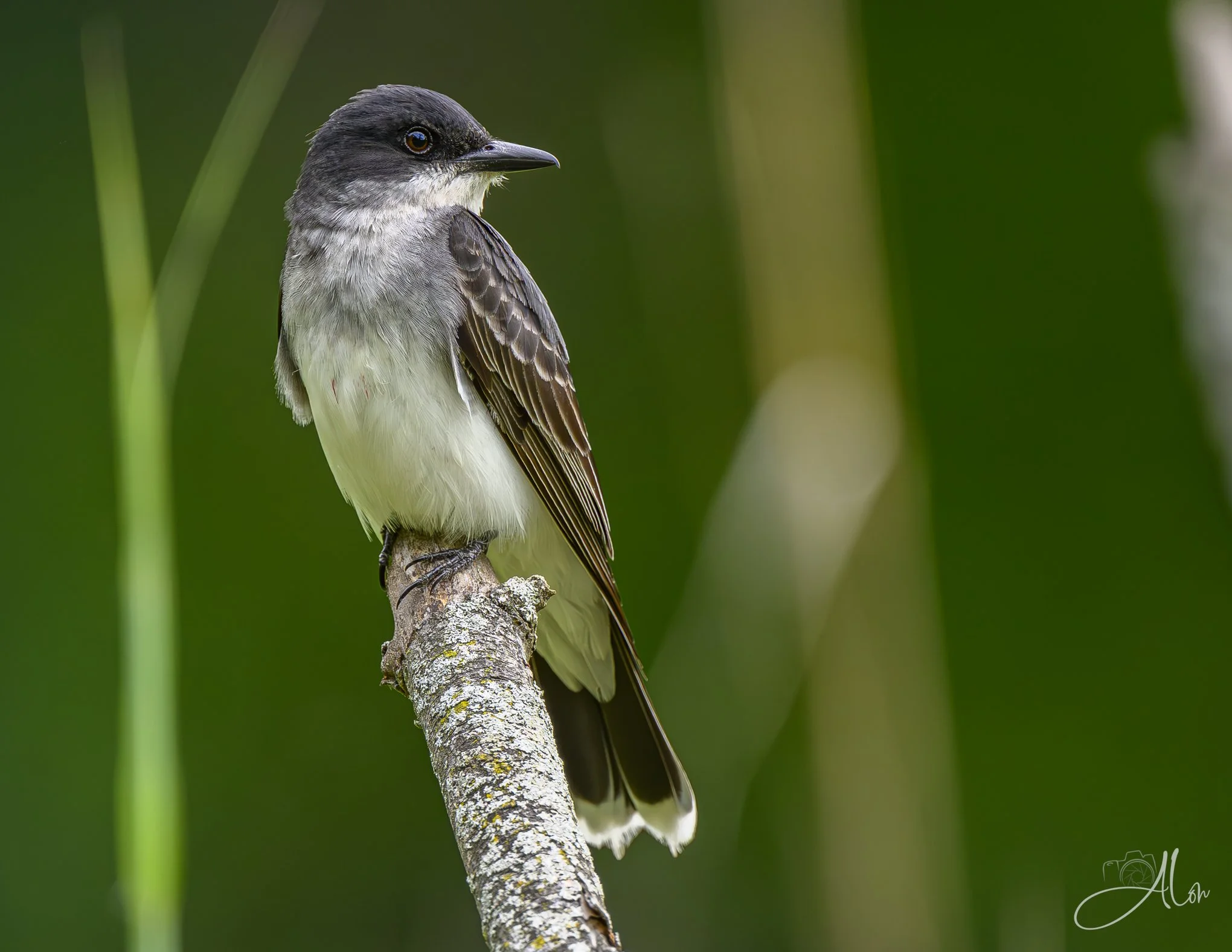 Tyranus (Eastern Kingbird) Z8062726_4136
