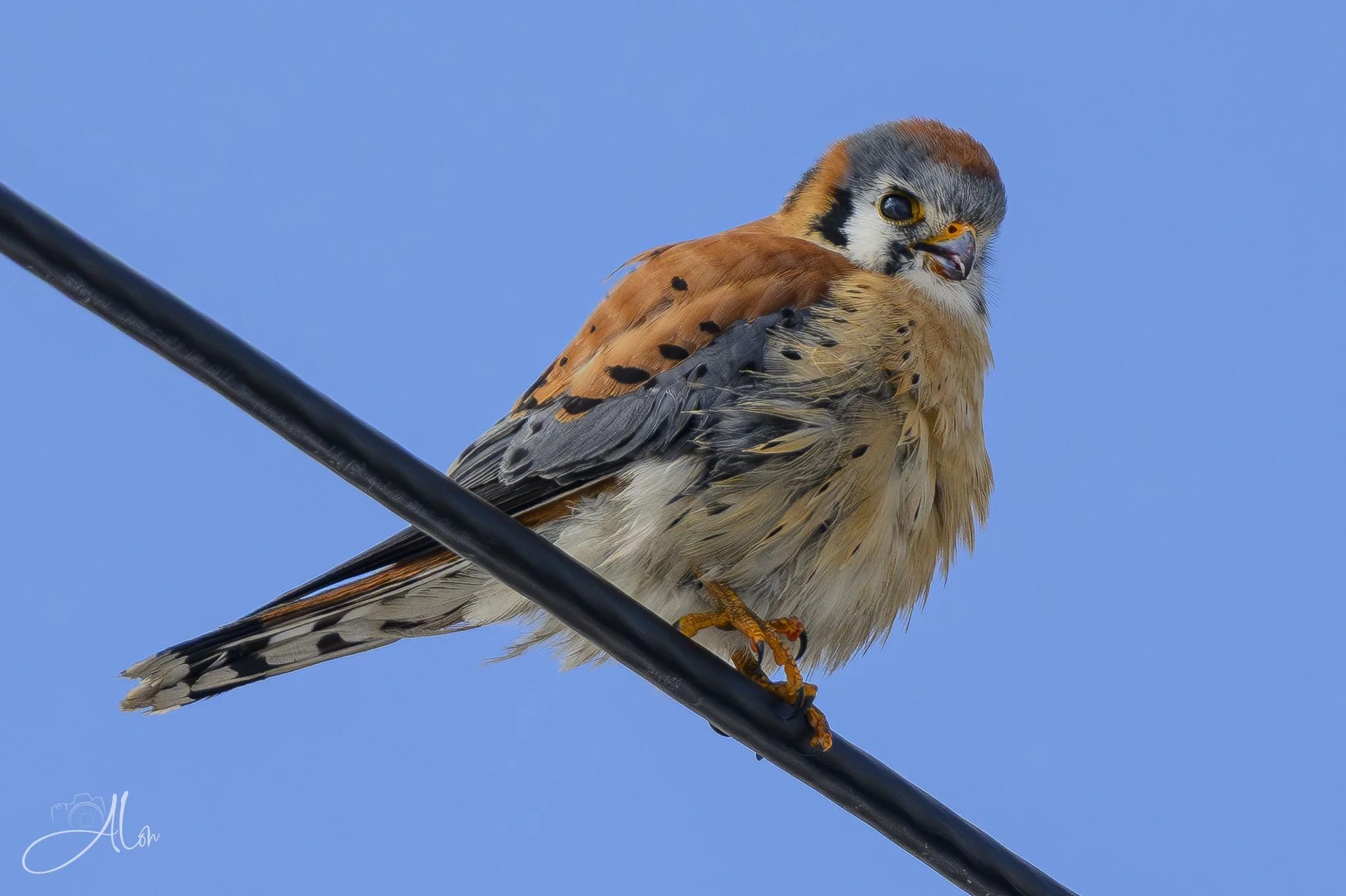 Are We There Yet? Are We There Yet?
(American Kestrel)
0Z82237