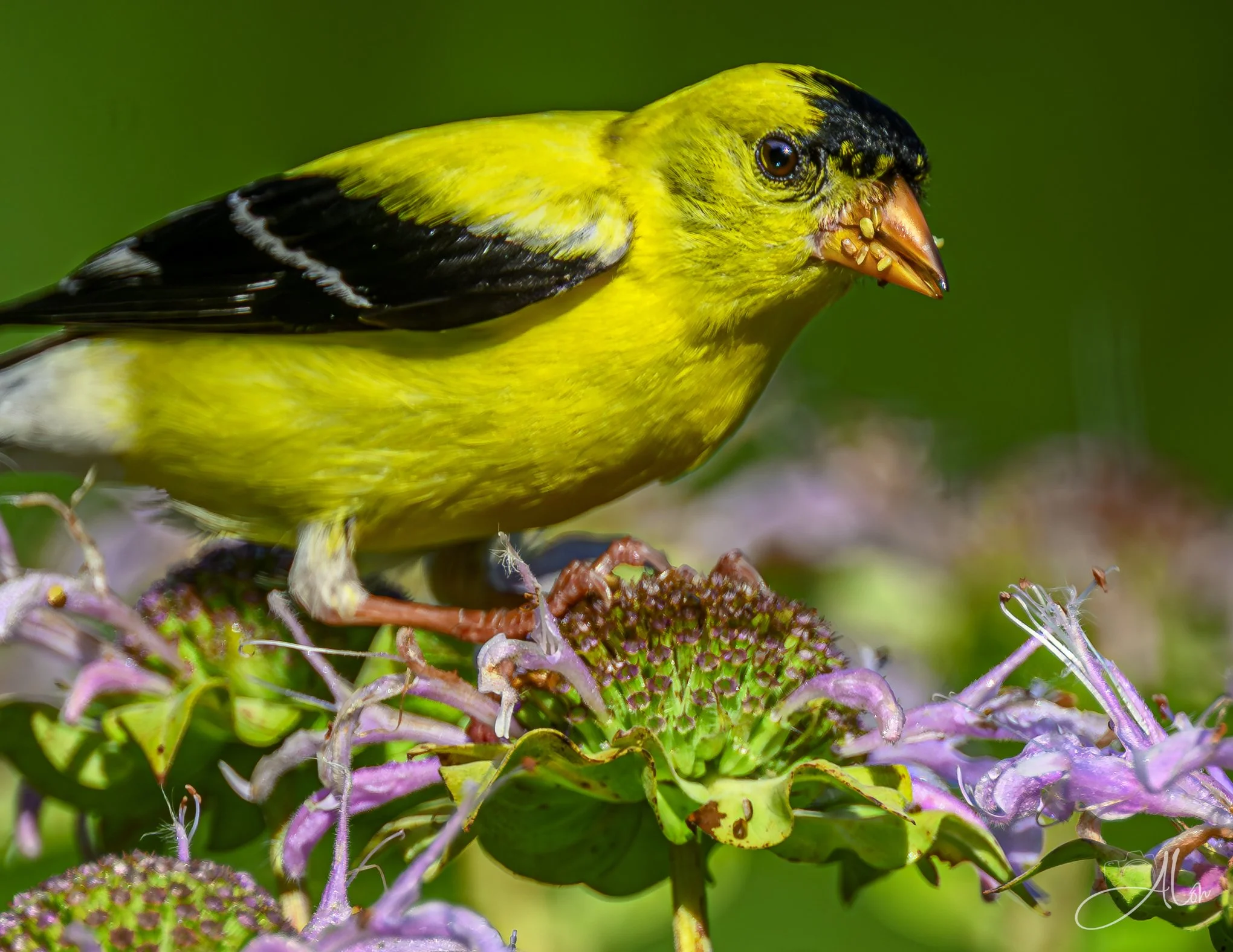Open Sesame (American Goldfinch) _0Z89793