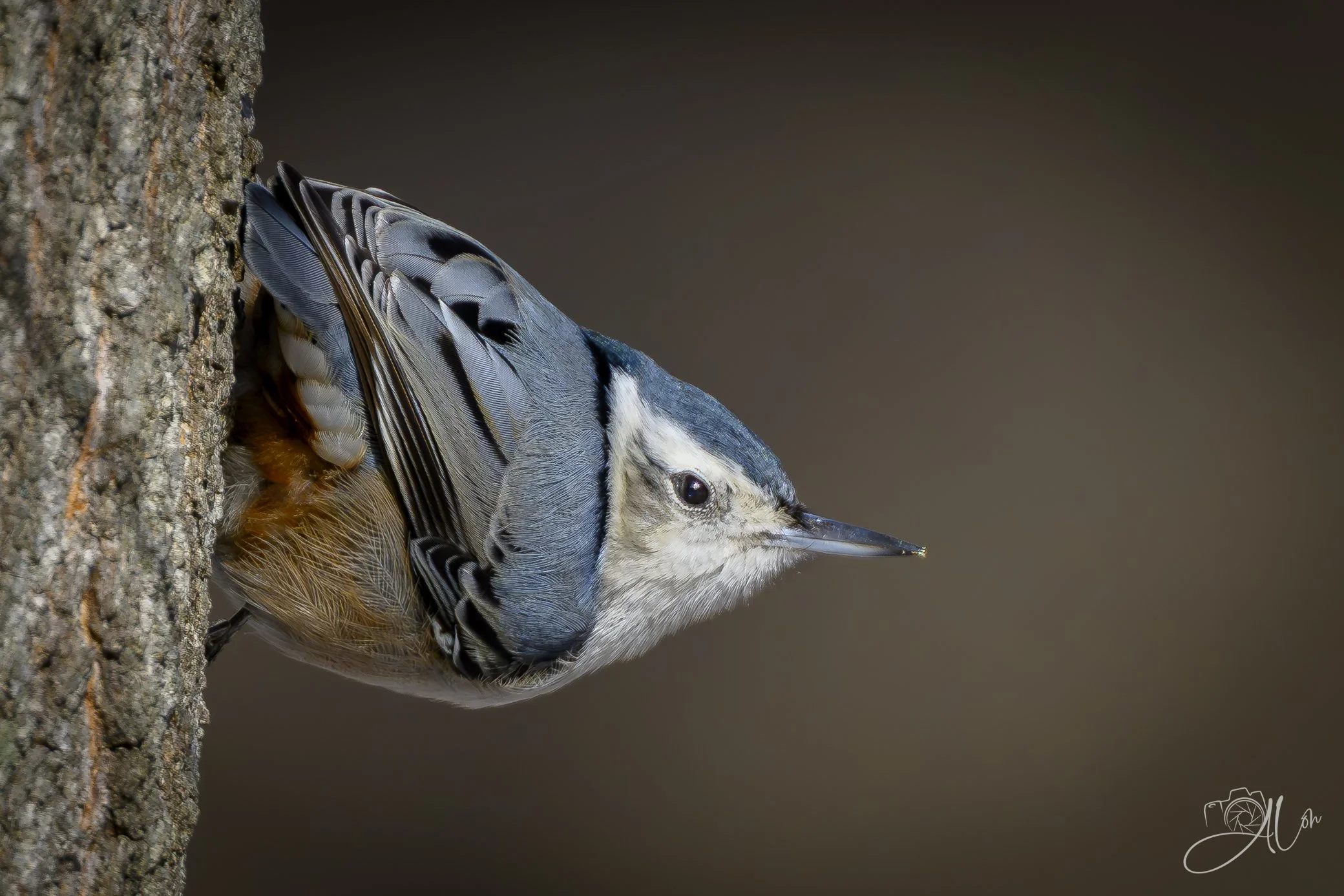 Perpendicular
(White-Breasted Nuthatch)
0Z86431