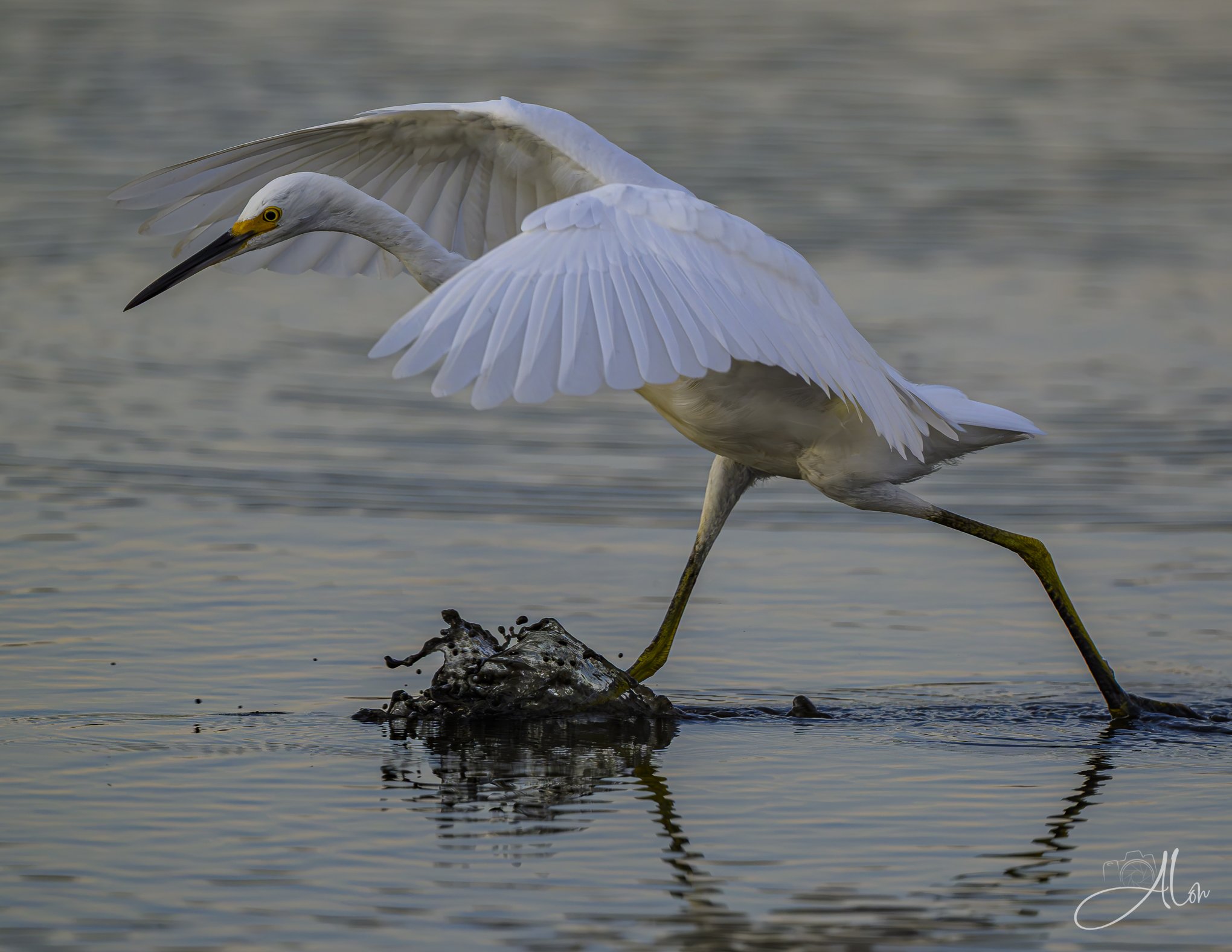 Assert Yourself (Snowy Egret) 082826_6244