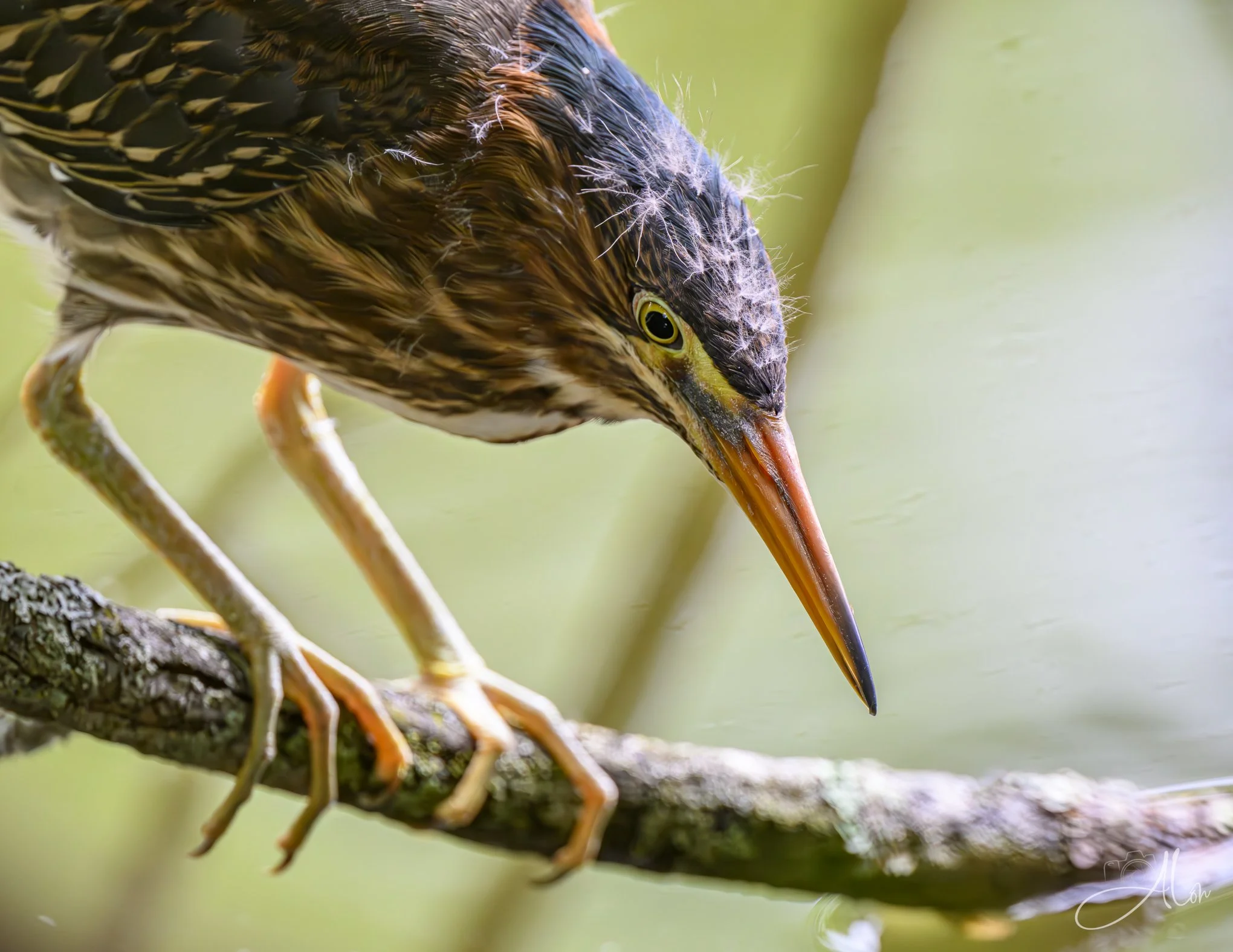 Eye on the Prize (Green Heron) 20260711_0172