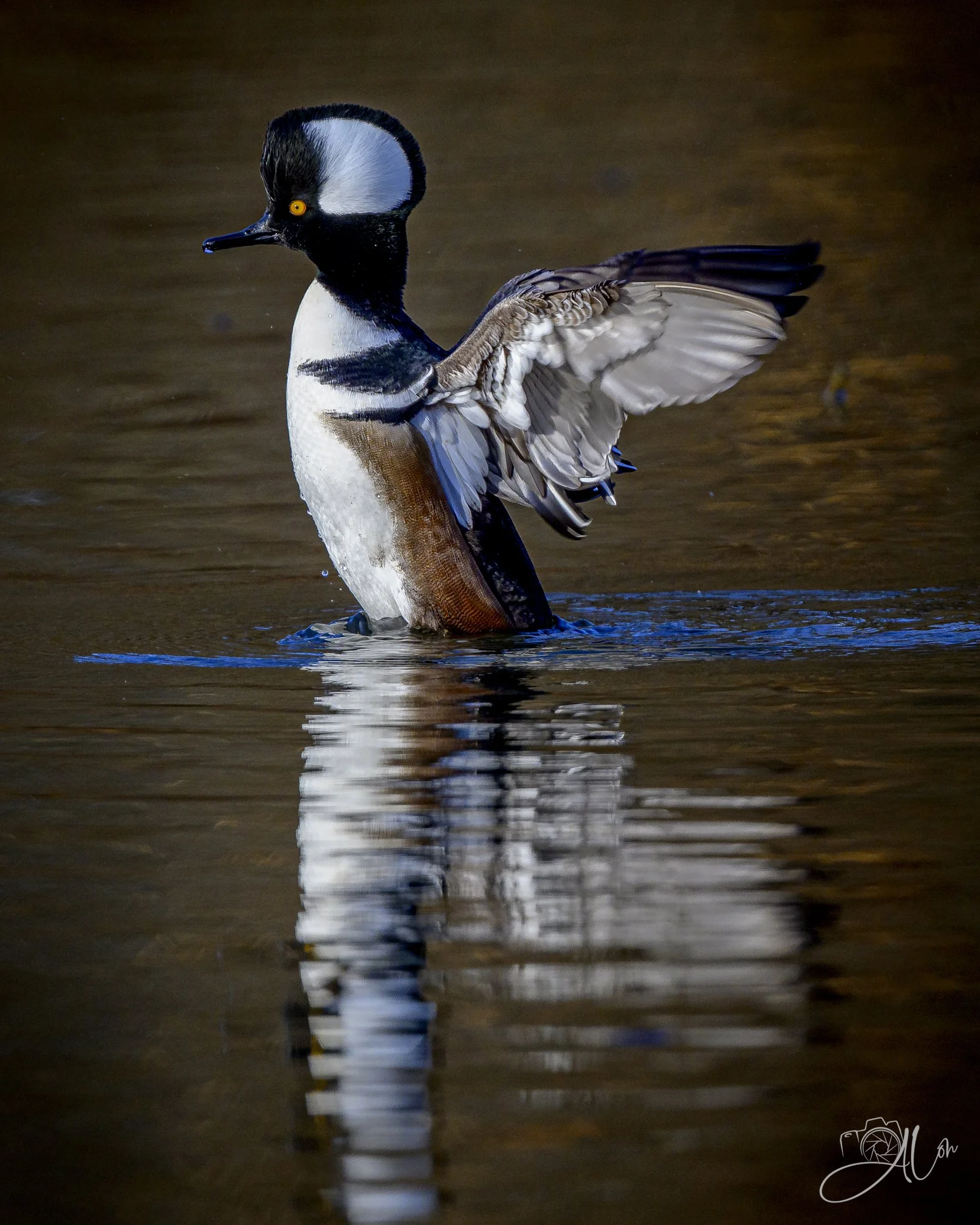 Standing Ovation
(Hooded Merganser)
0Z80125
