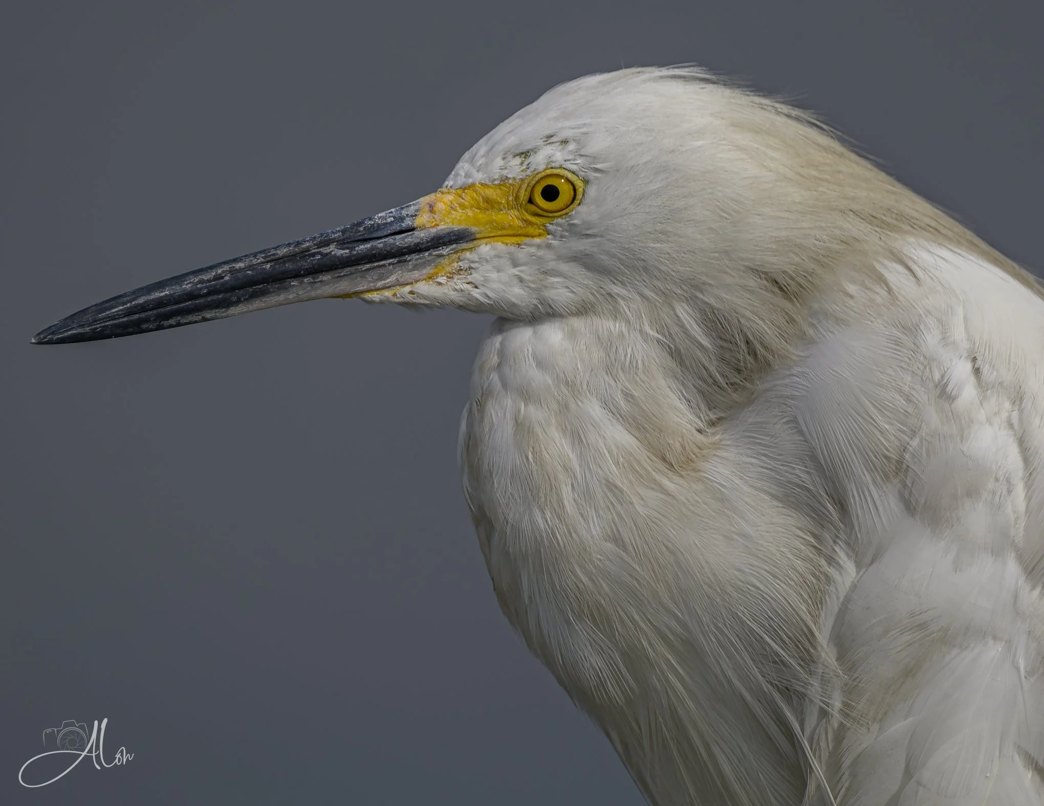 Brown Collar (Snowy Egret) 082026_6507