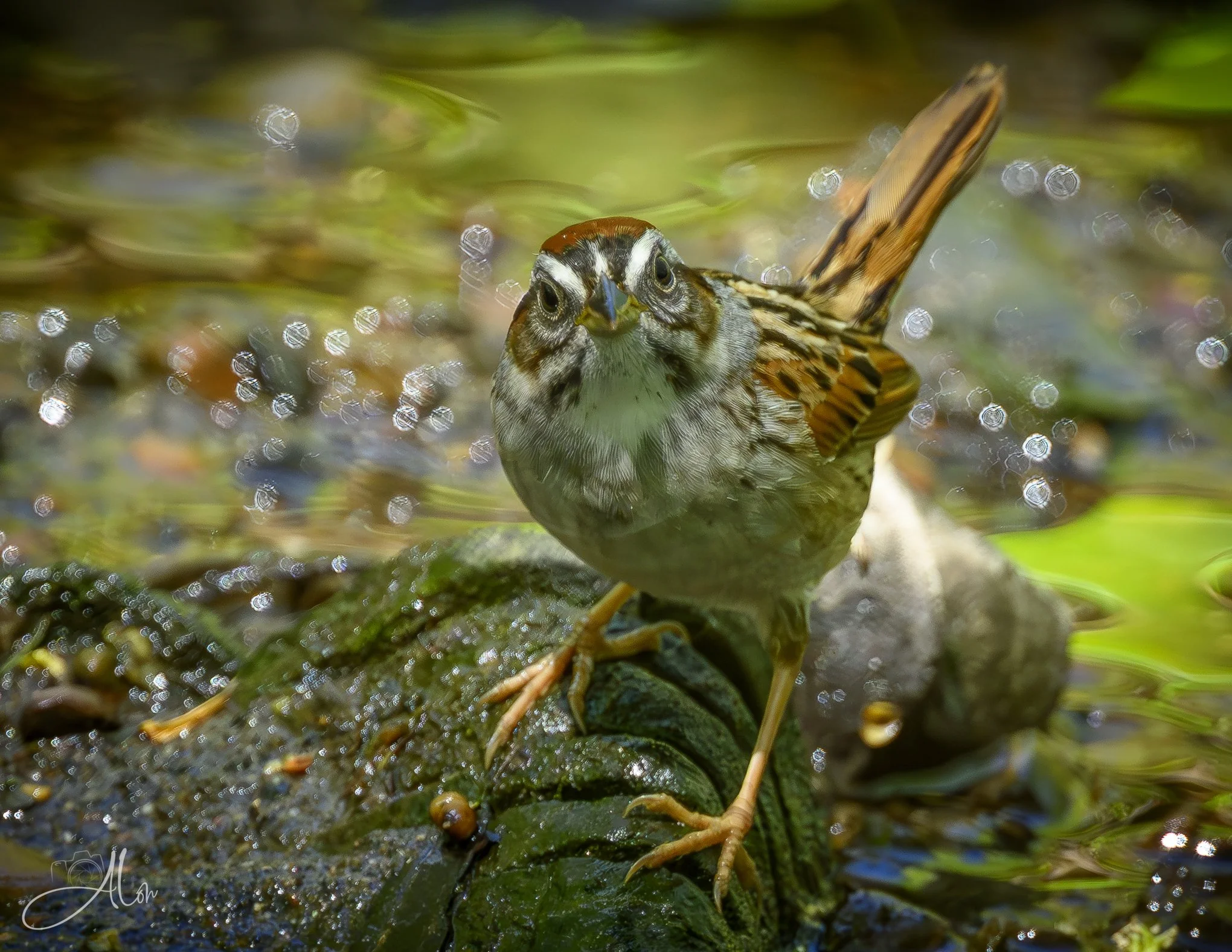 Do You Mind?
(Swamp Sparrow)
0Z86698