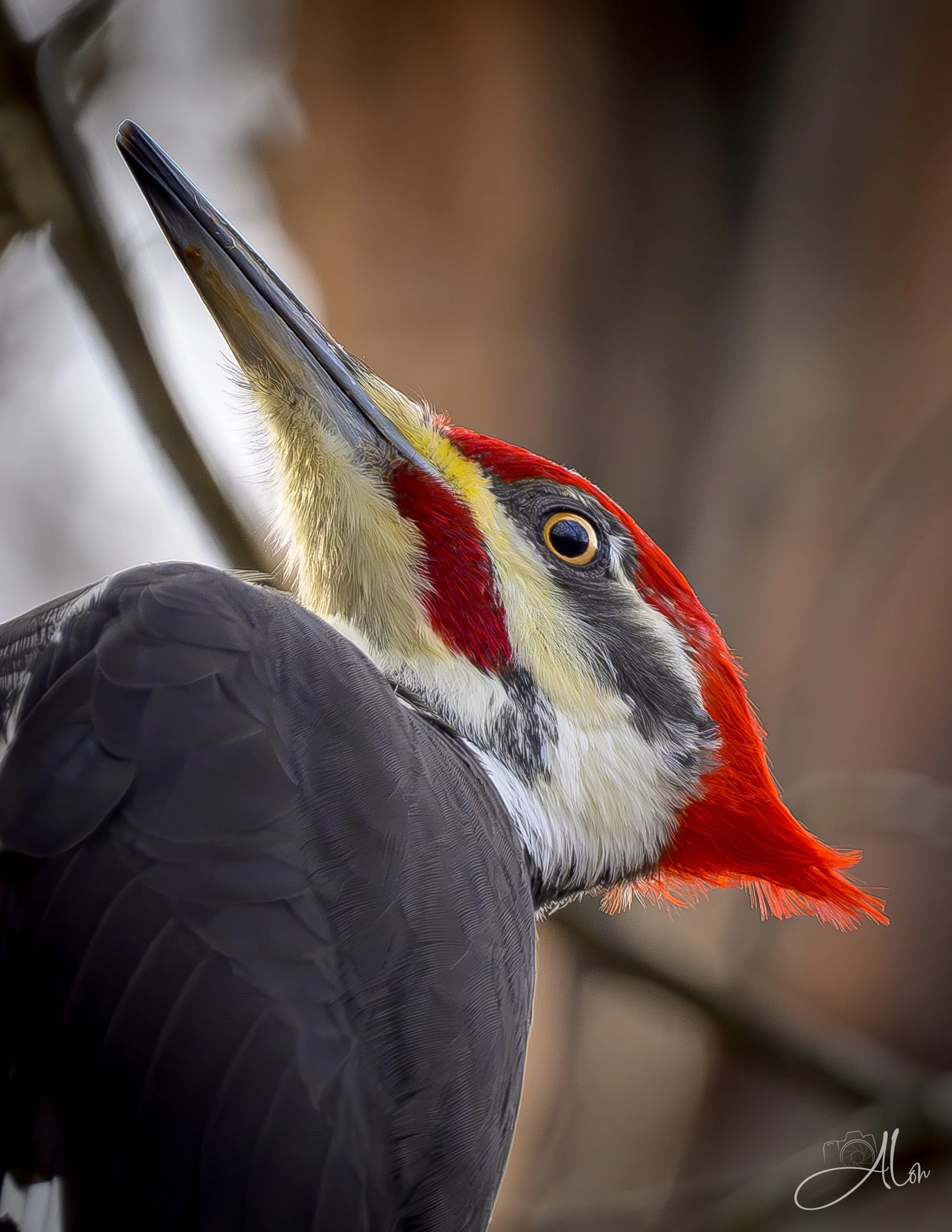 Chisel Head (Pileated Woodpecker) 0Z83800