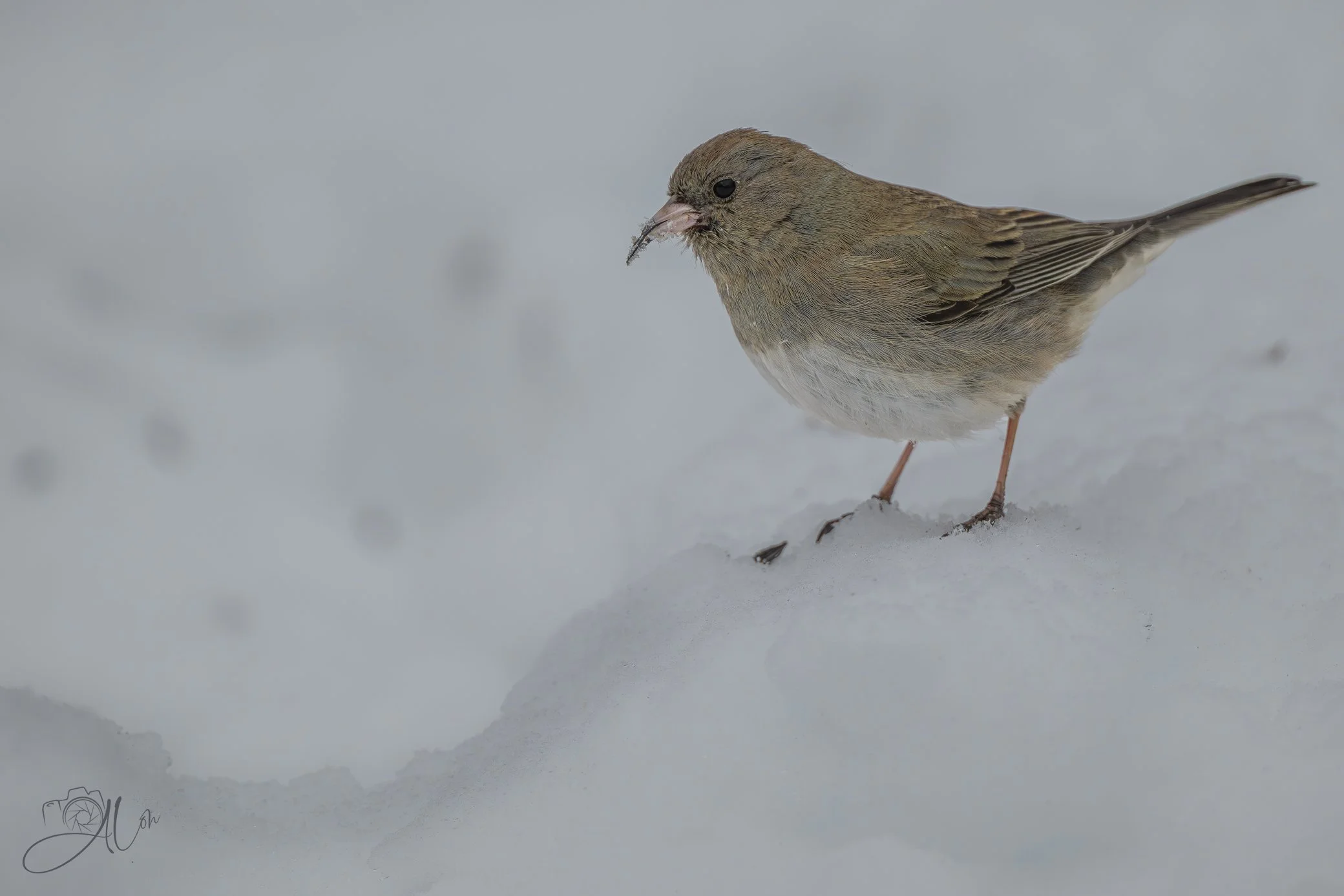 On the Precipice
(Dark-Eyed Junco)
0Z89302