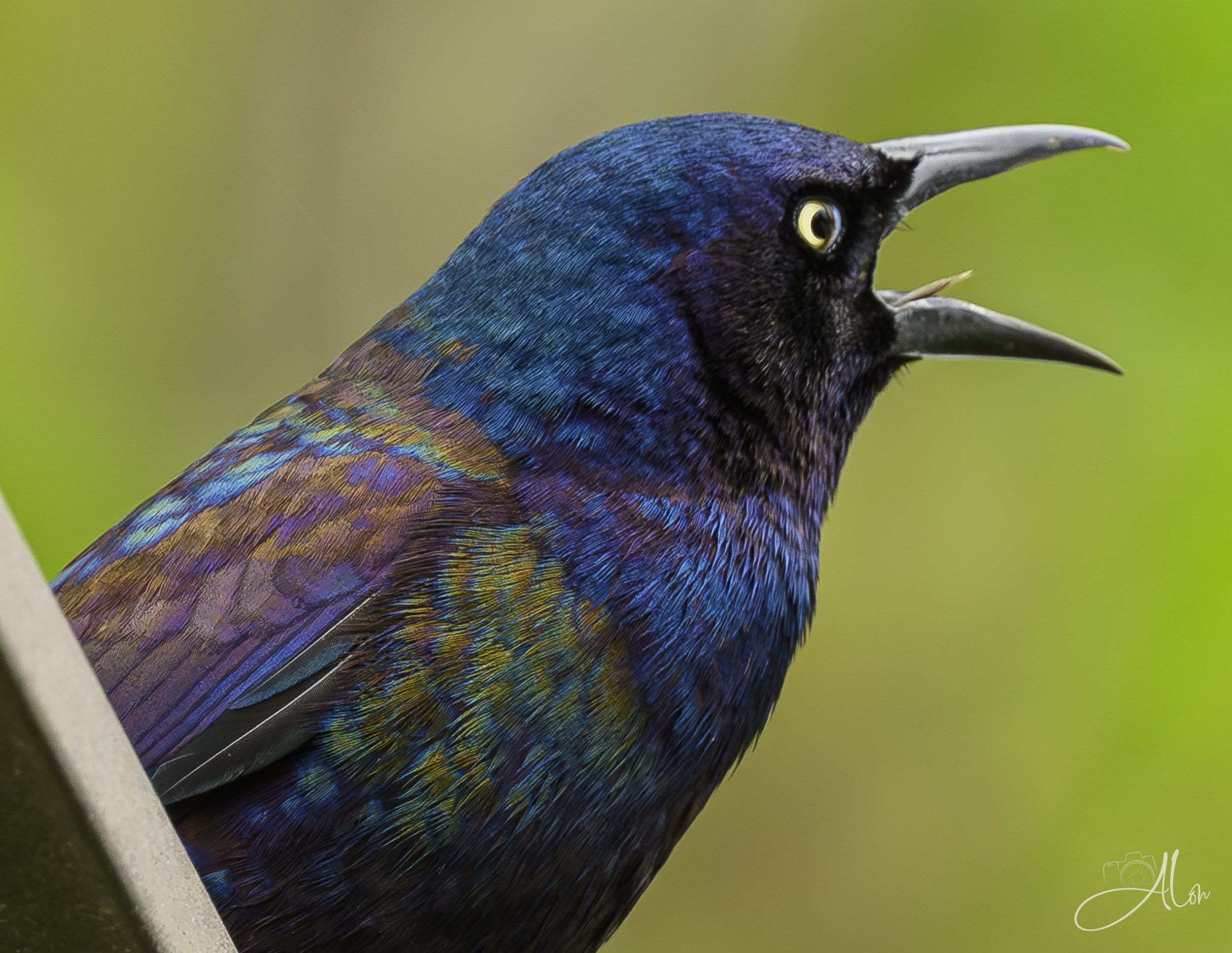Pissed (Common Grackle) 0Z89498