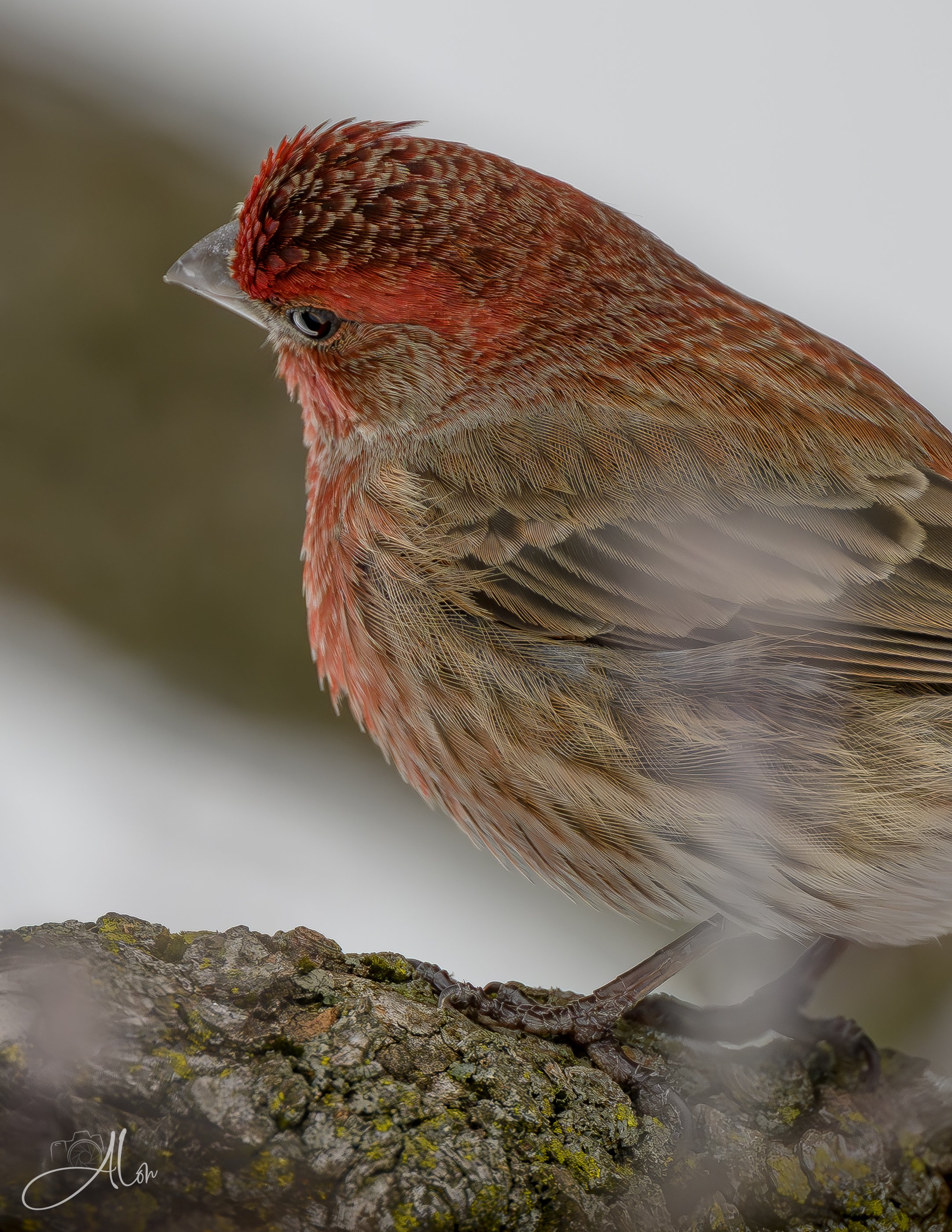 Under Scrutiny (House Finch) 0Z89333