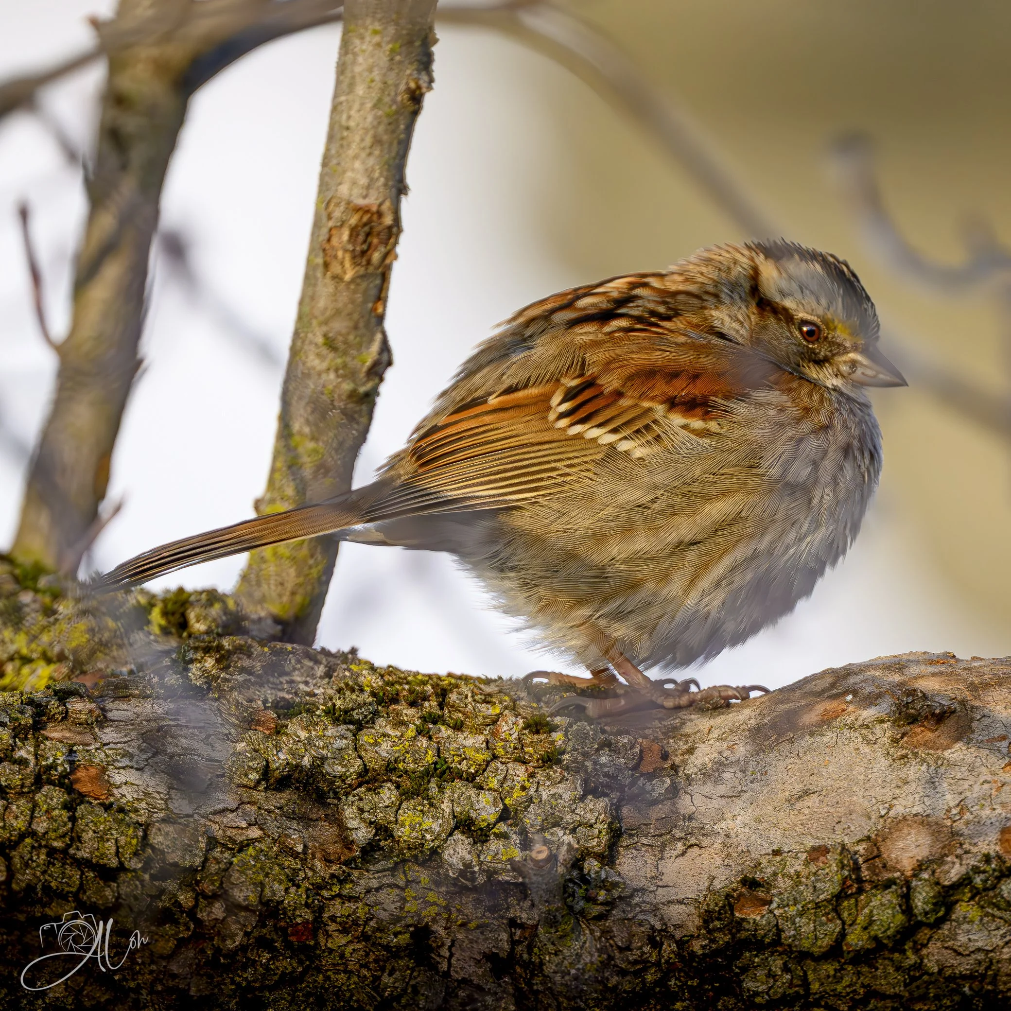 Inflated Ego
(White-Throated Sparrow)
0Z80374