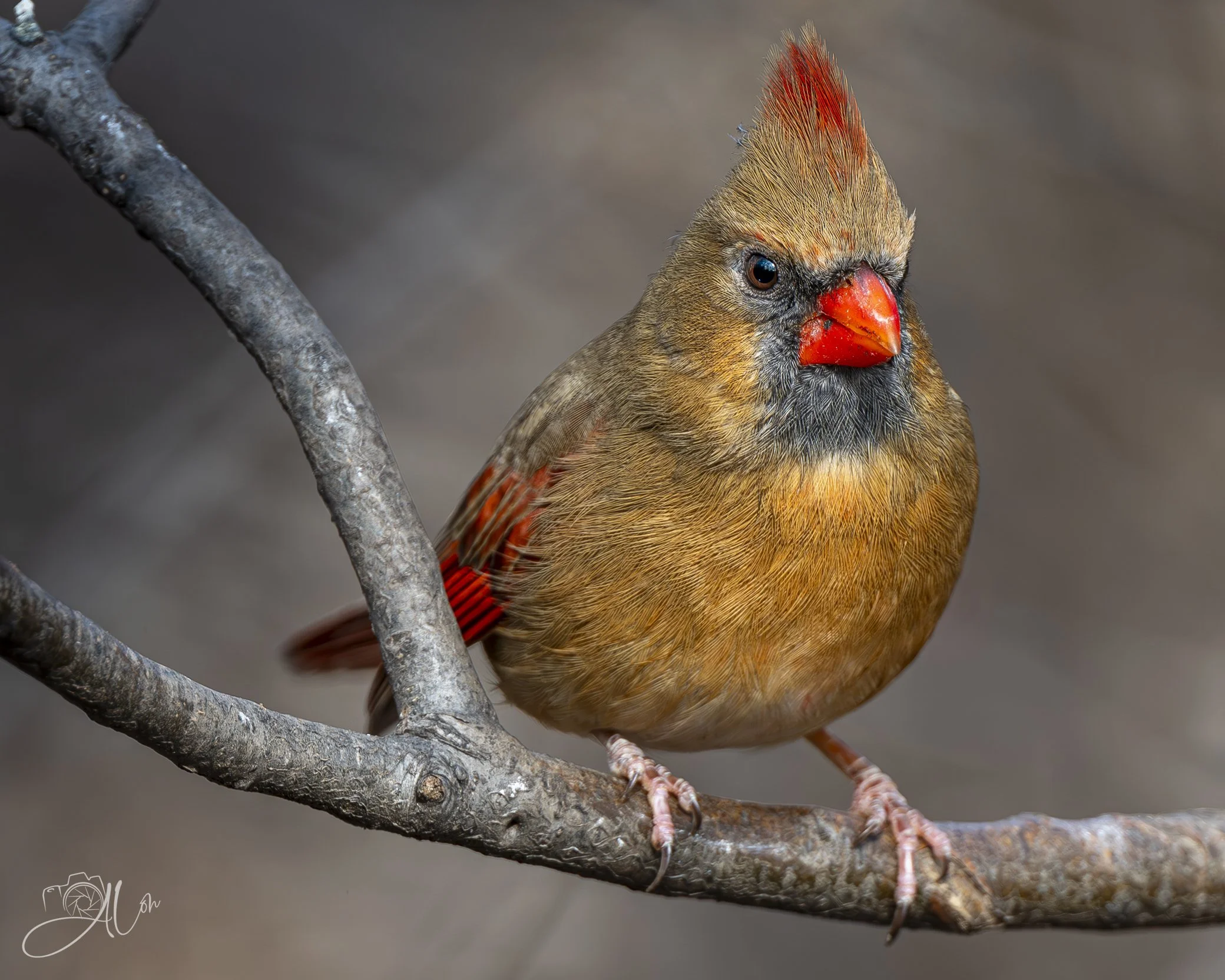 Just Waiting 'Till You Slip Up
(Northern Cardinal)
0Z86380