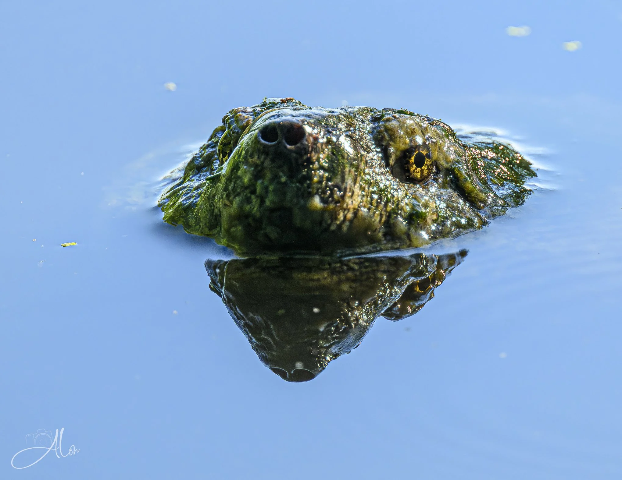 Common Snapping Turtle