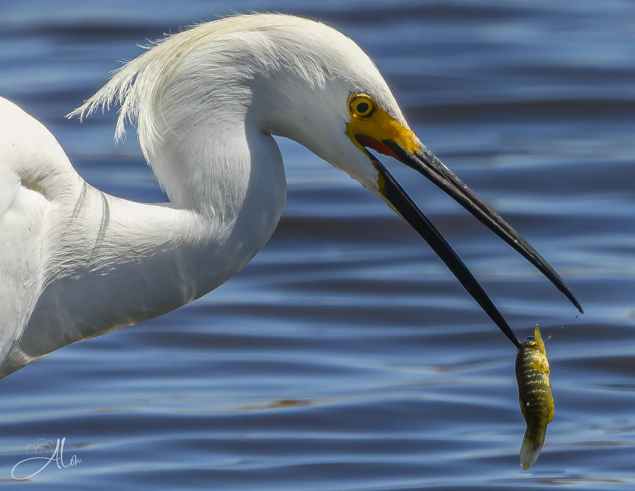 Not Even a Mouthful
(Snowy Egret)
0Z87234