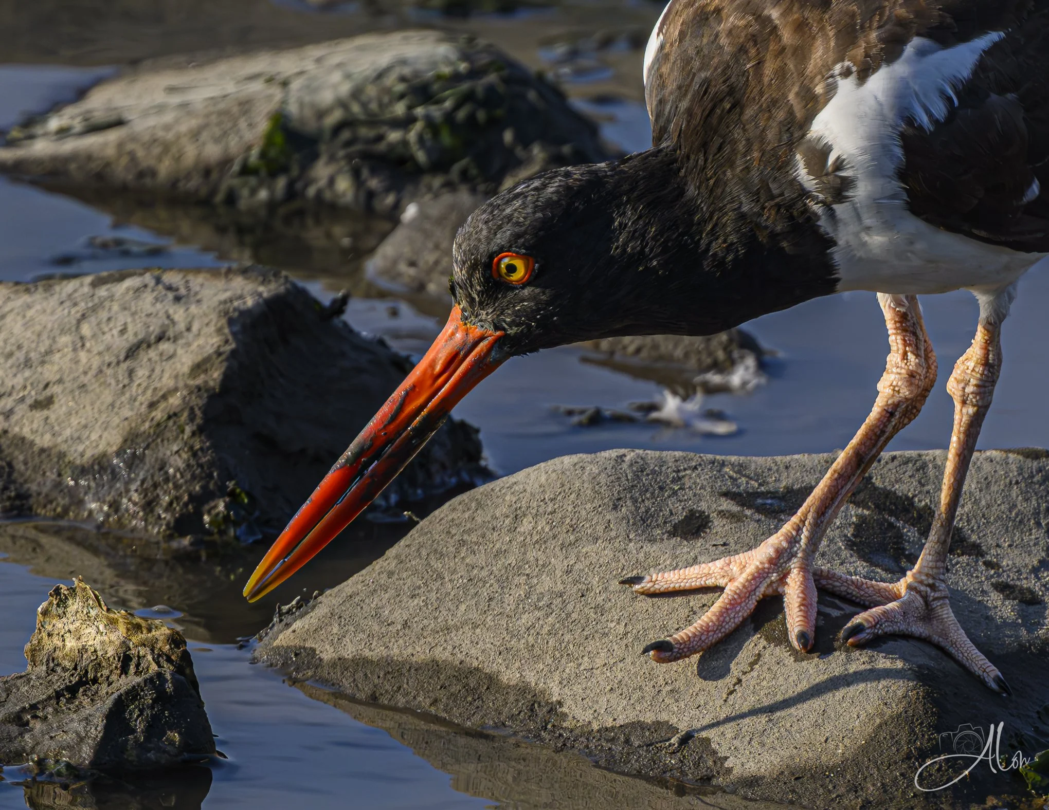 You Stick Your Nose in Everything! (Oystercatcher) 071726_3780