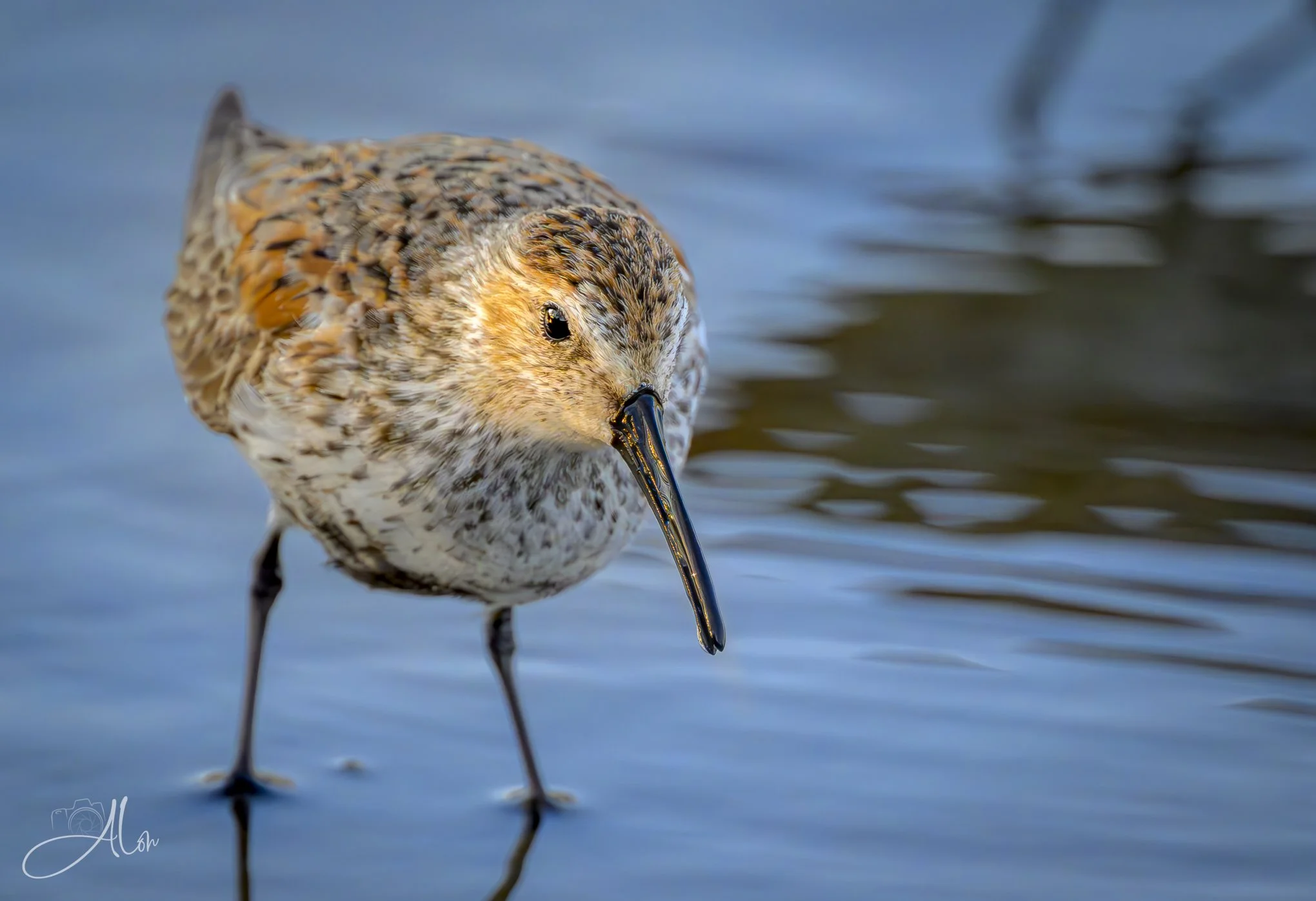 Ready for Action
(Dunlin)
0Z84251-2