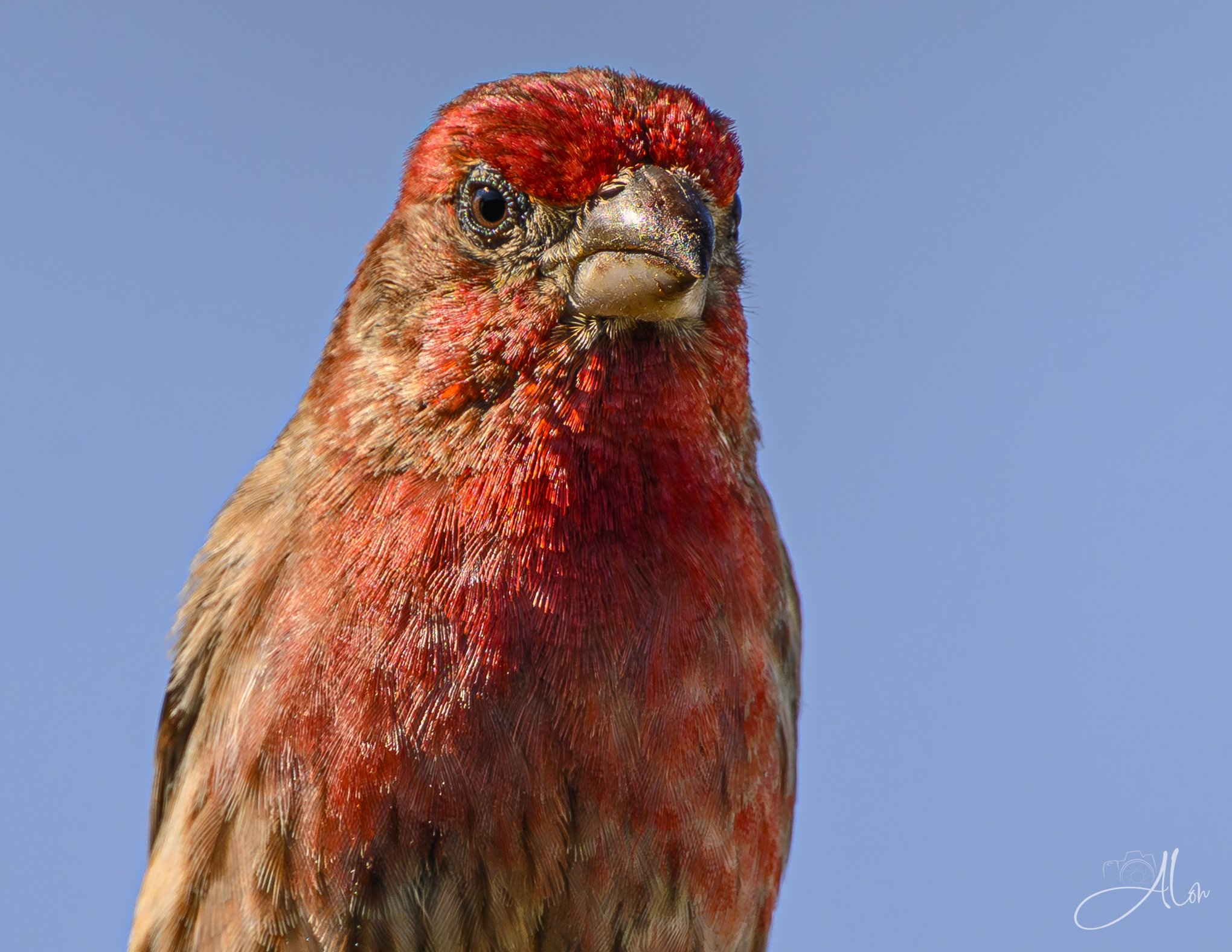 Wrong Side of the Nest
(House Finch)
0Z88492