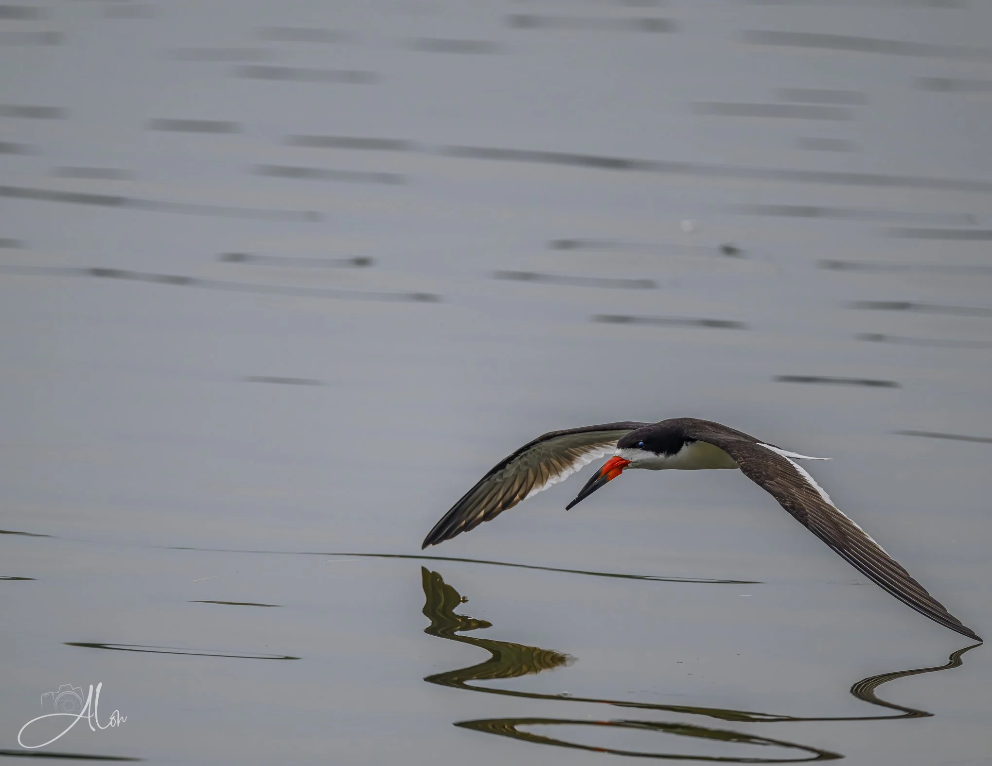 Modern Art (Black Skimmer) 071826_8258