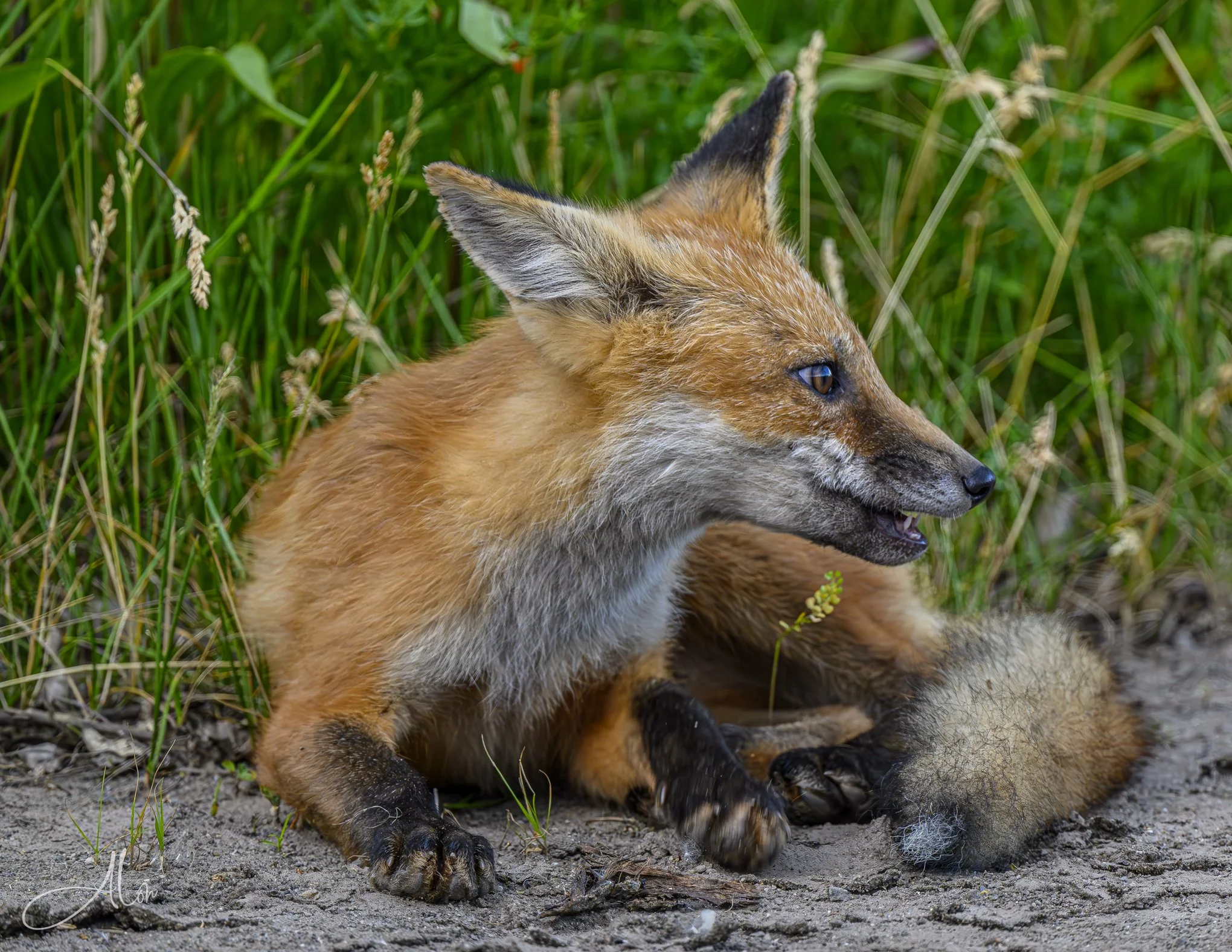 Red Fox