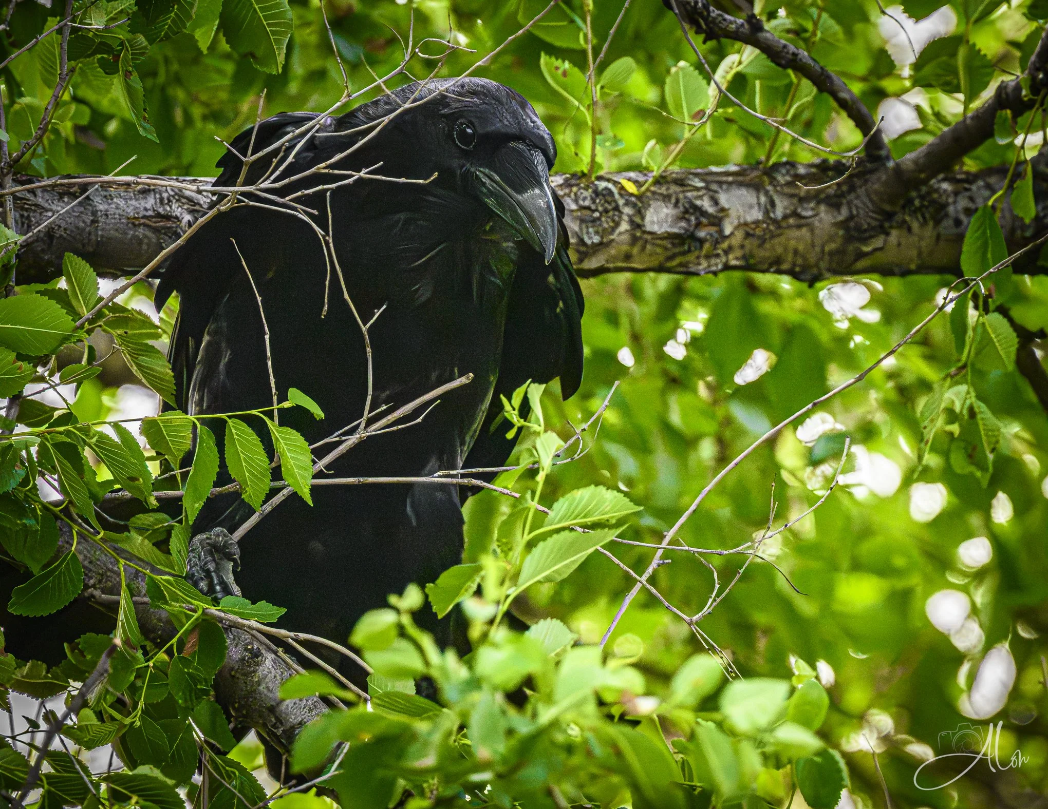 A Brief Pause (Common Raven) 0Z83915