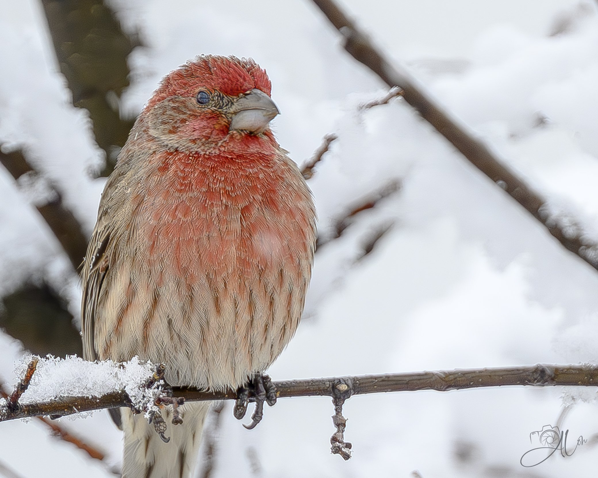 I Don't Get Cold Feet
(House Finch)
0Z84411