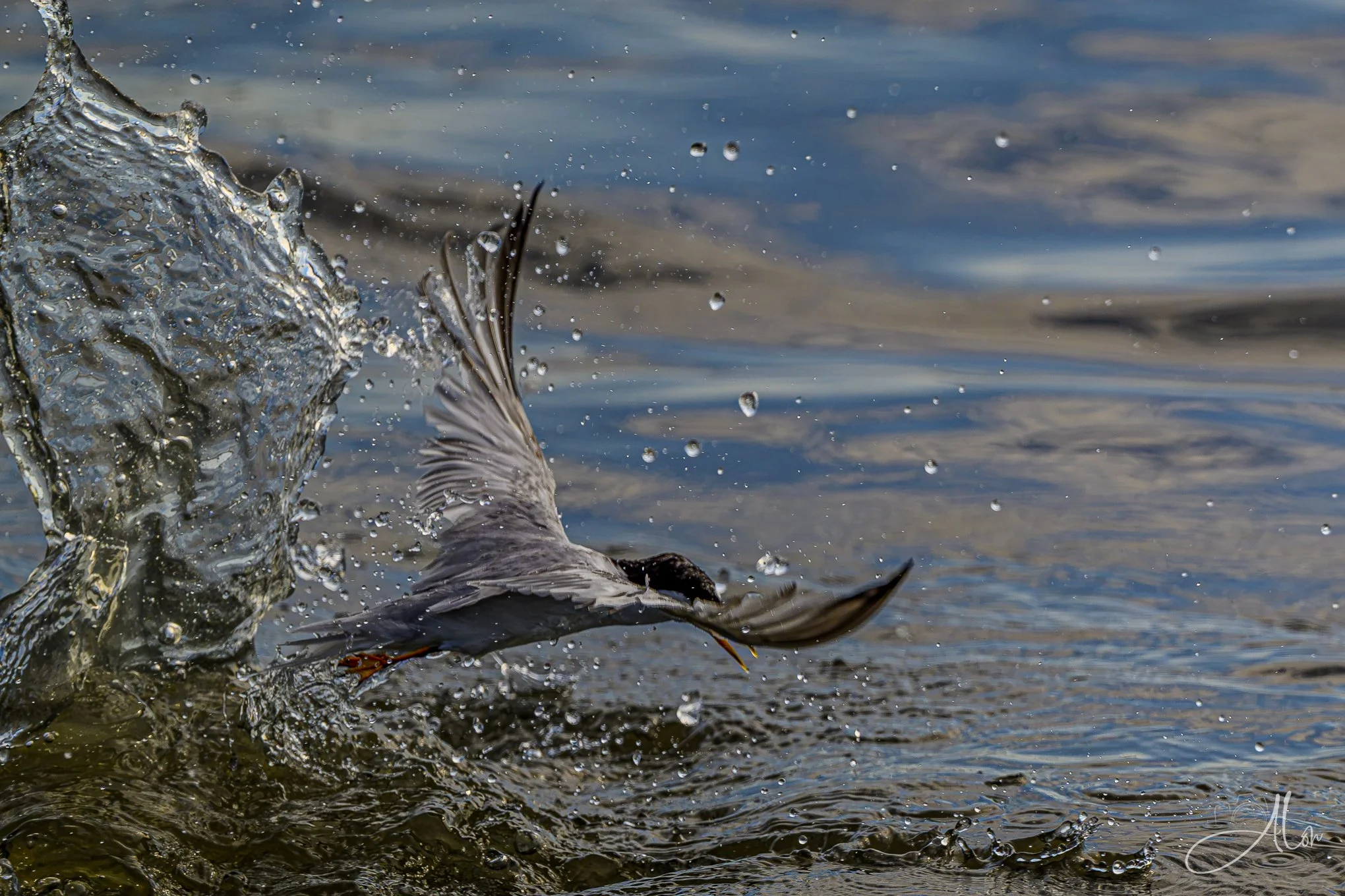 Explosive Escape (Forster's Tern) 082026_6574