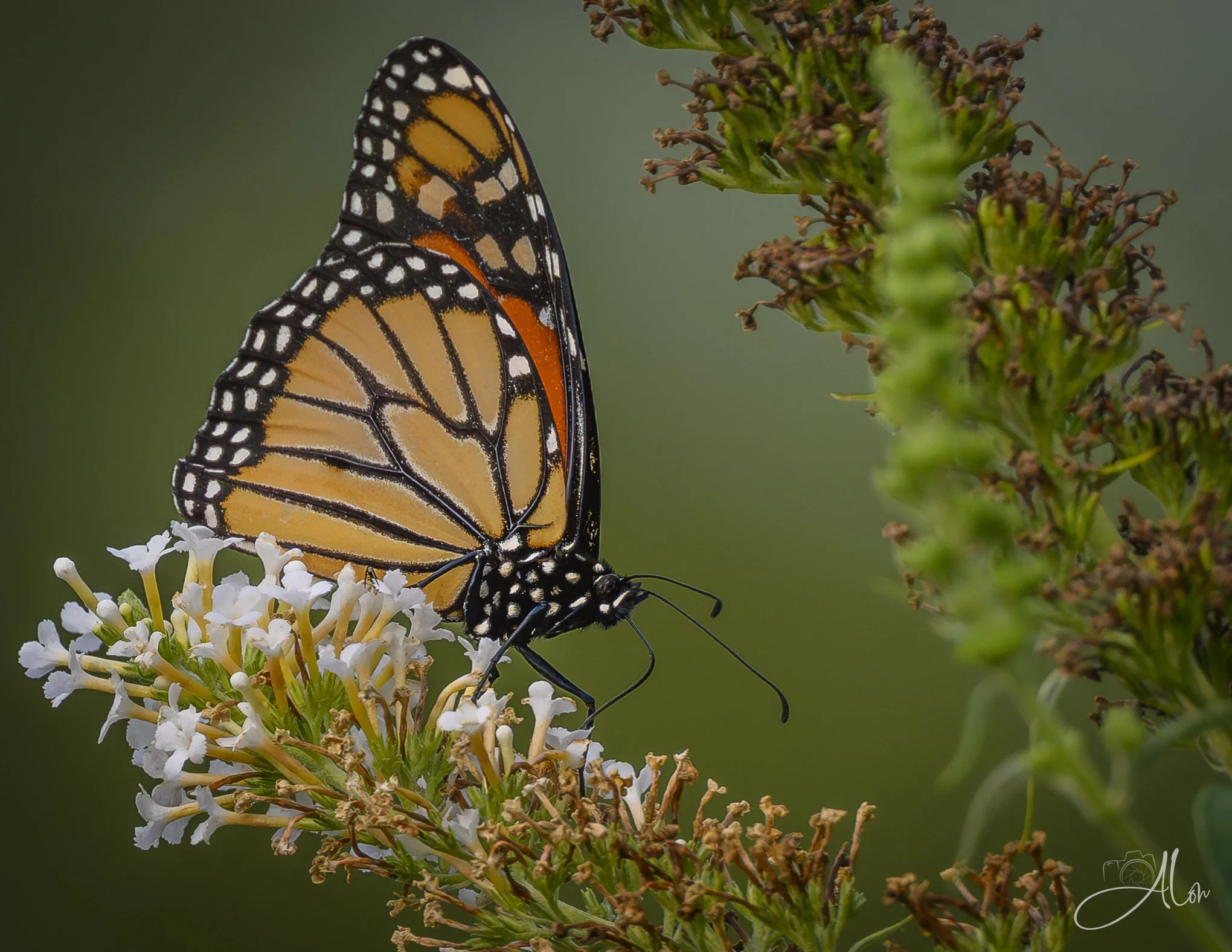 Probe in White (Monarch) 20260724_0029