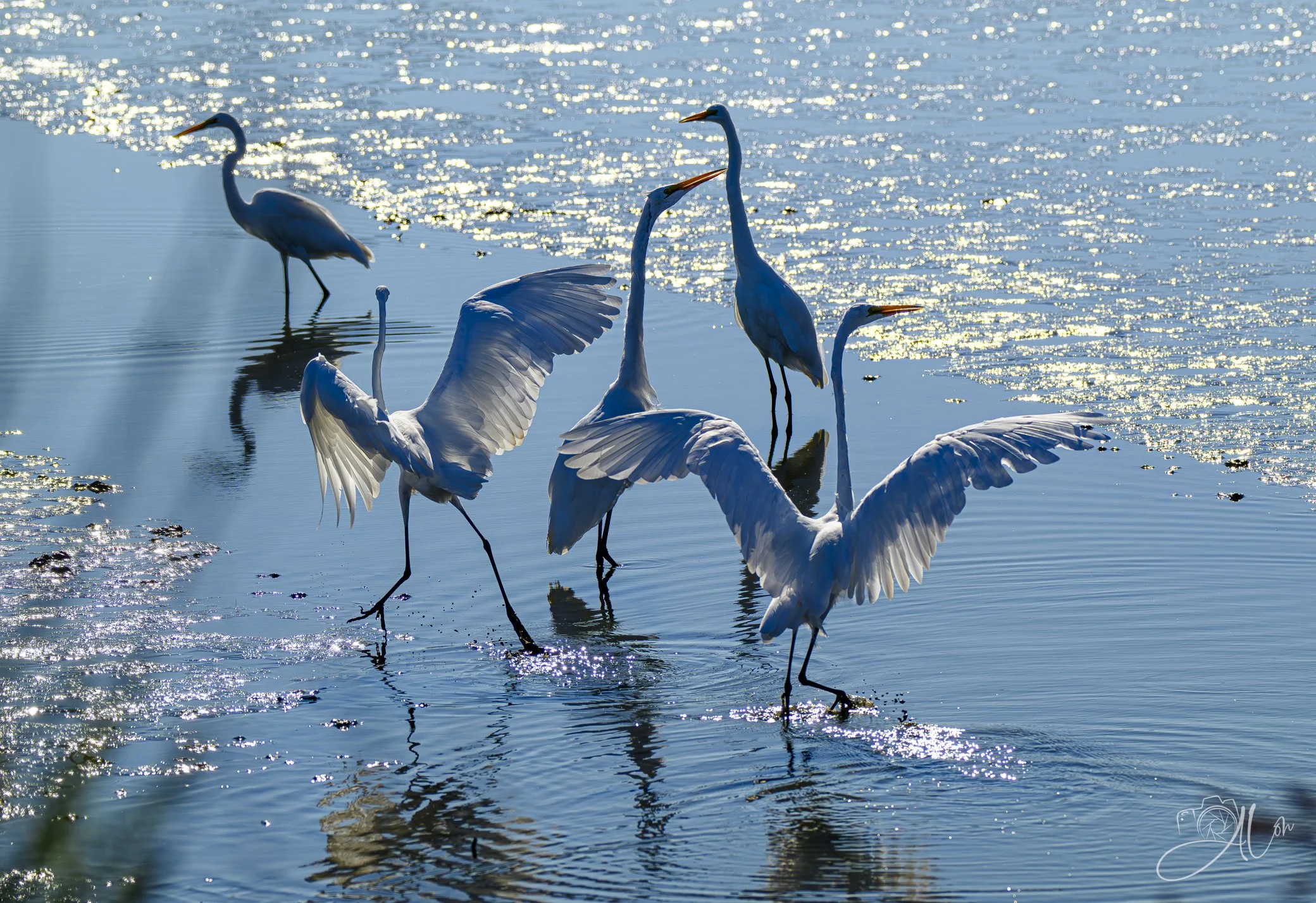 Cadence
(Great Egrets)
0Z84587