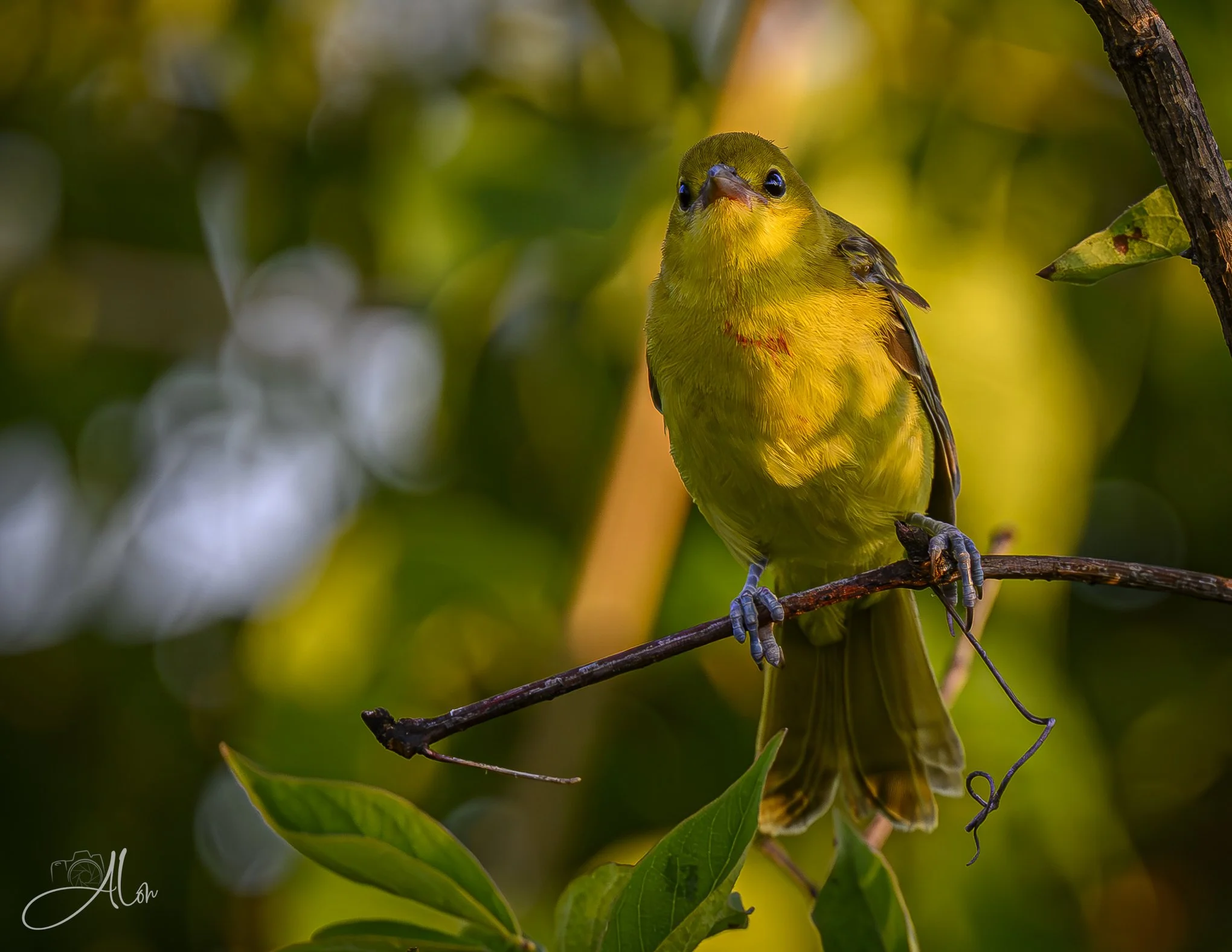 Slasher (Orchard Oriole) _0Z88095
