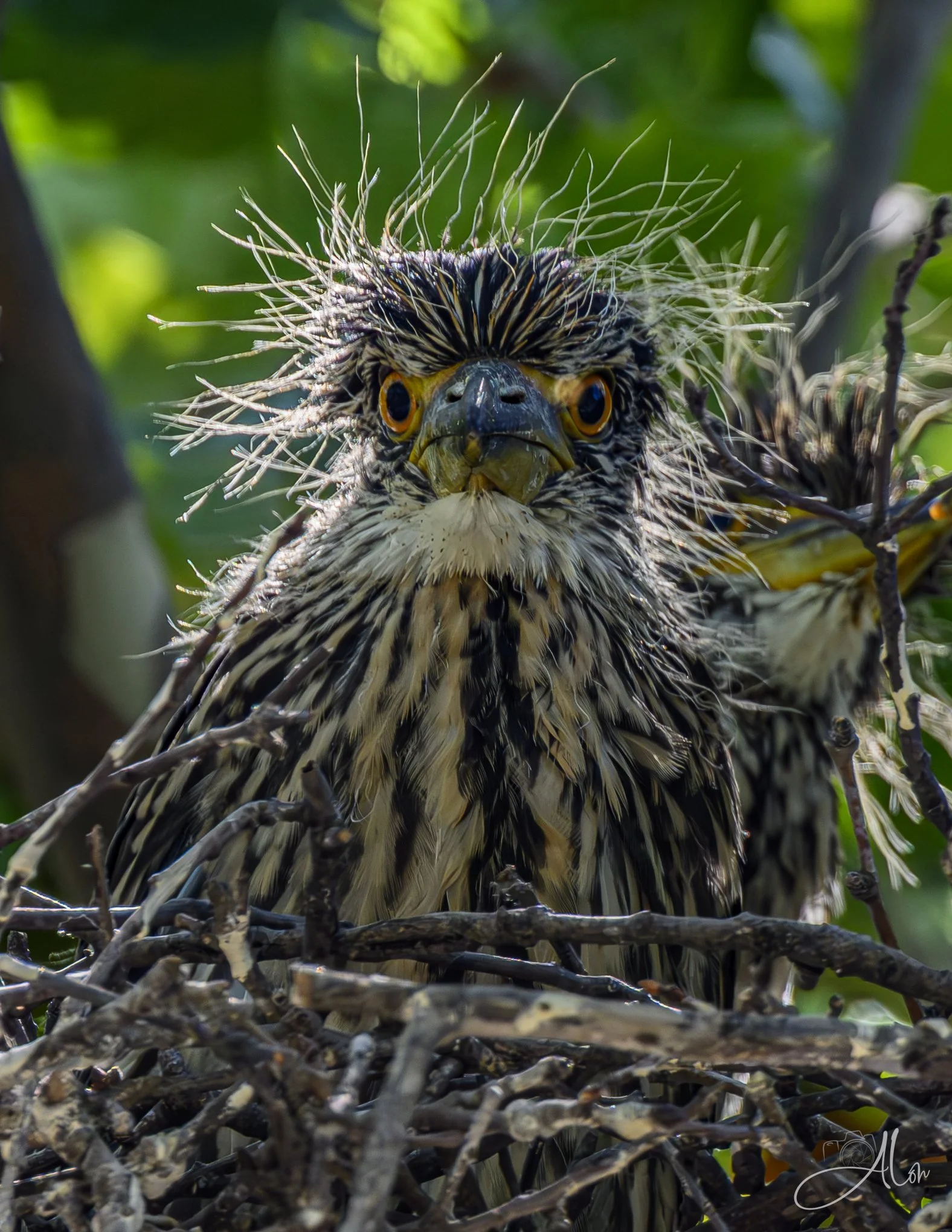 Who's Gonna Be the Favorite? (Yellow-Crowned Night Herons) Z8062026_6817