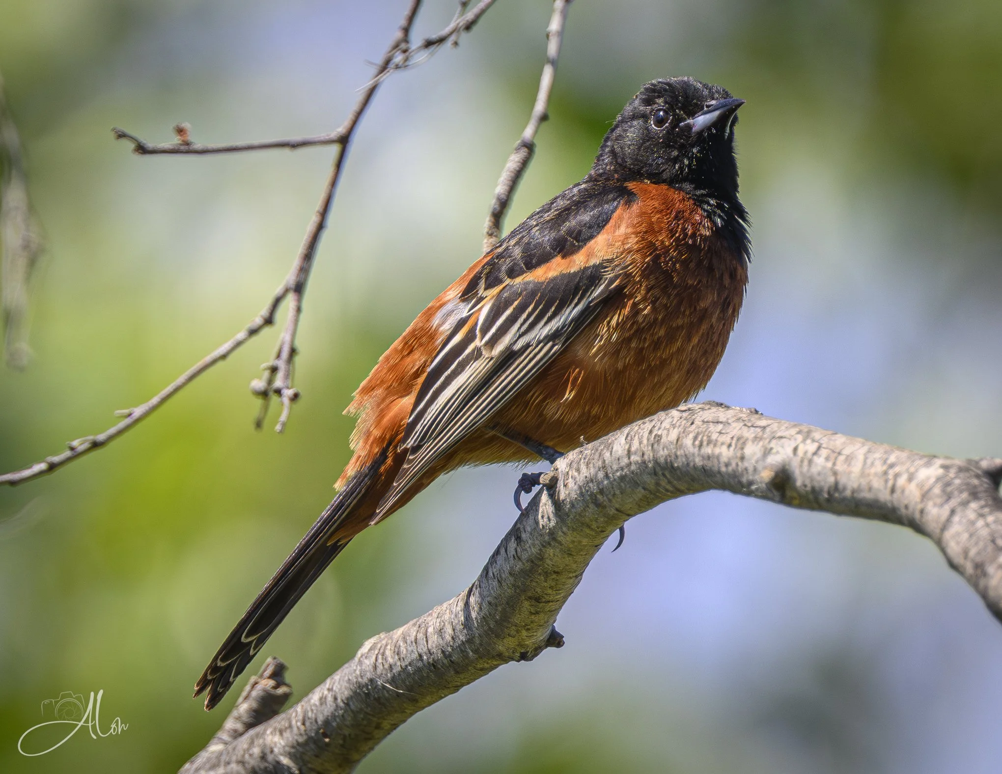 Make It Look Easy (Orchard Oriole) 0Z82927