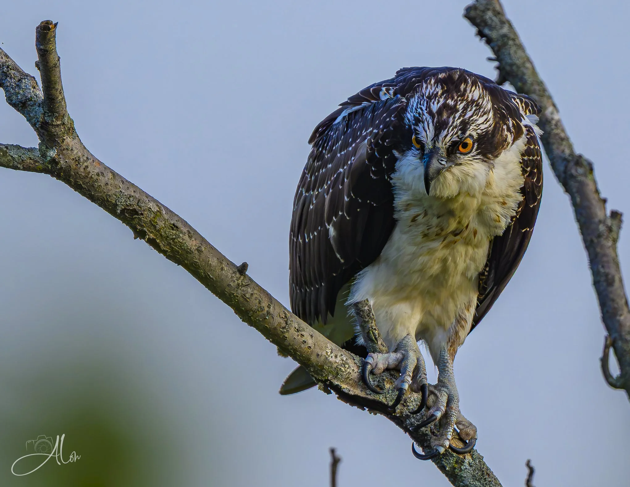 Egret Chaser (Osprey) 082426_1037